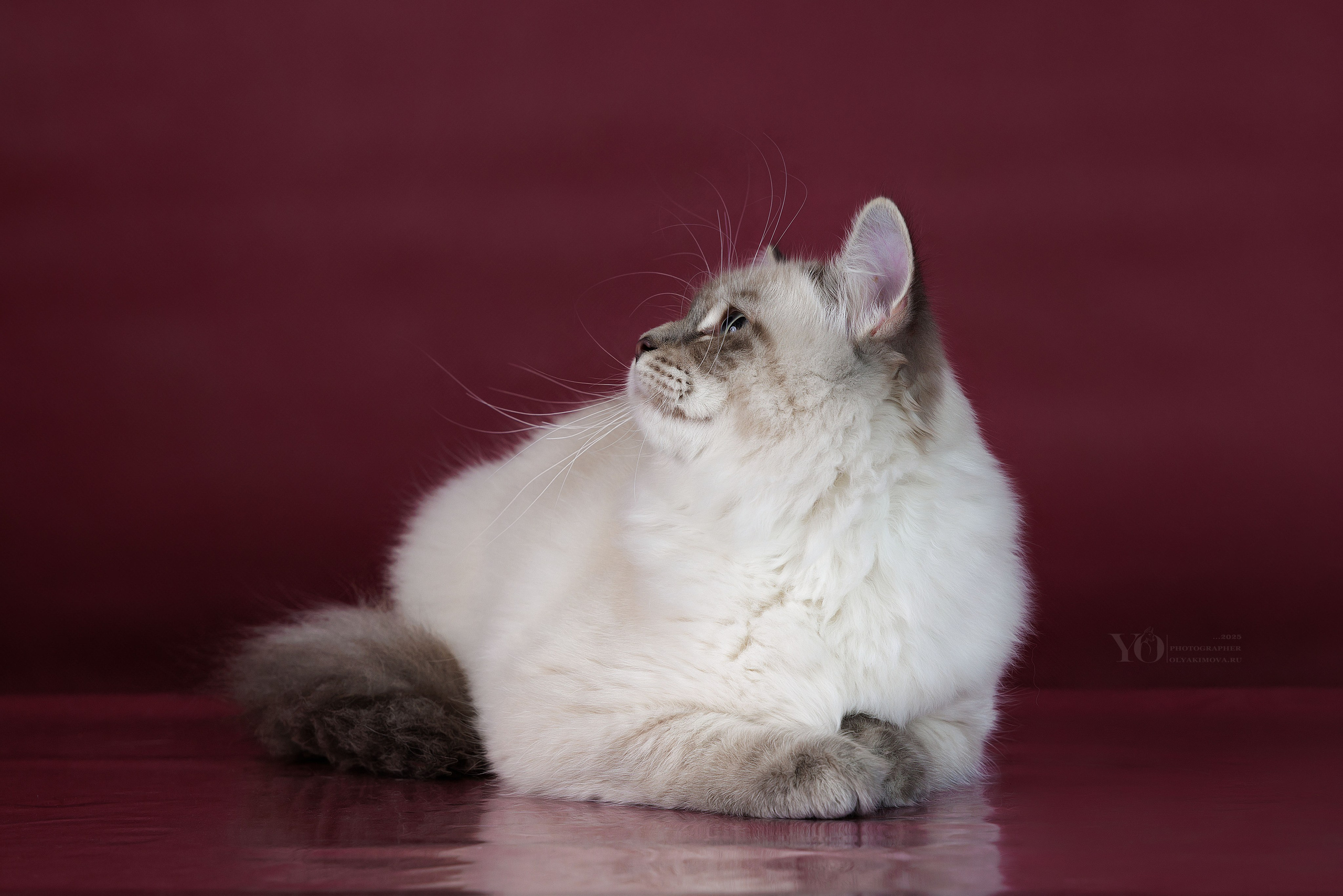 Кошки. Фотограф