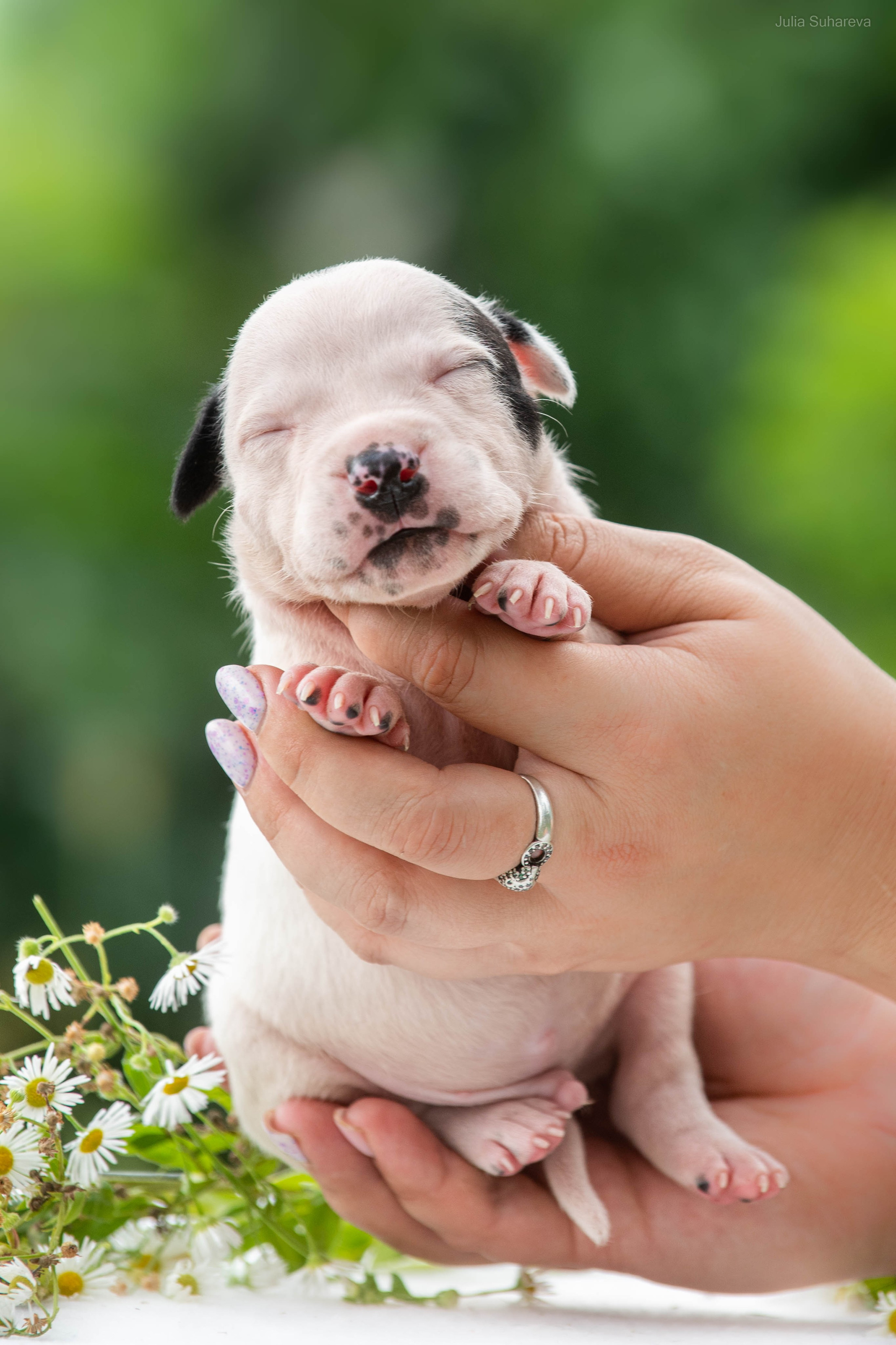 Щенки 2 недели. Главная