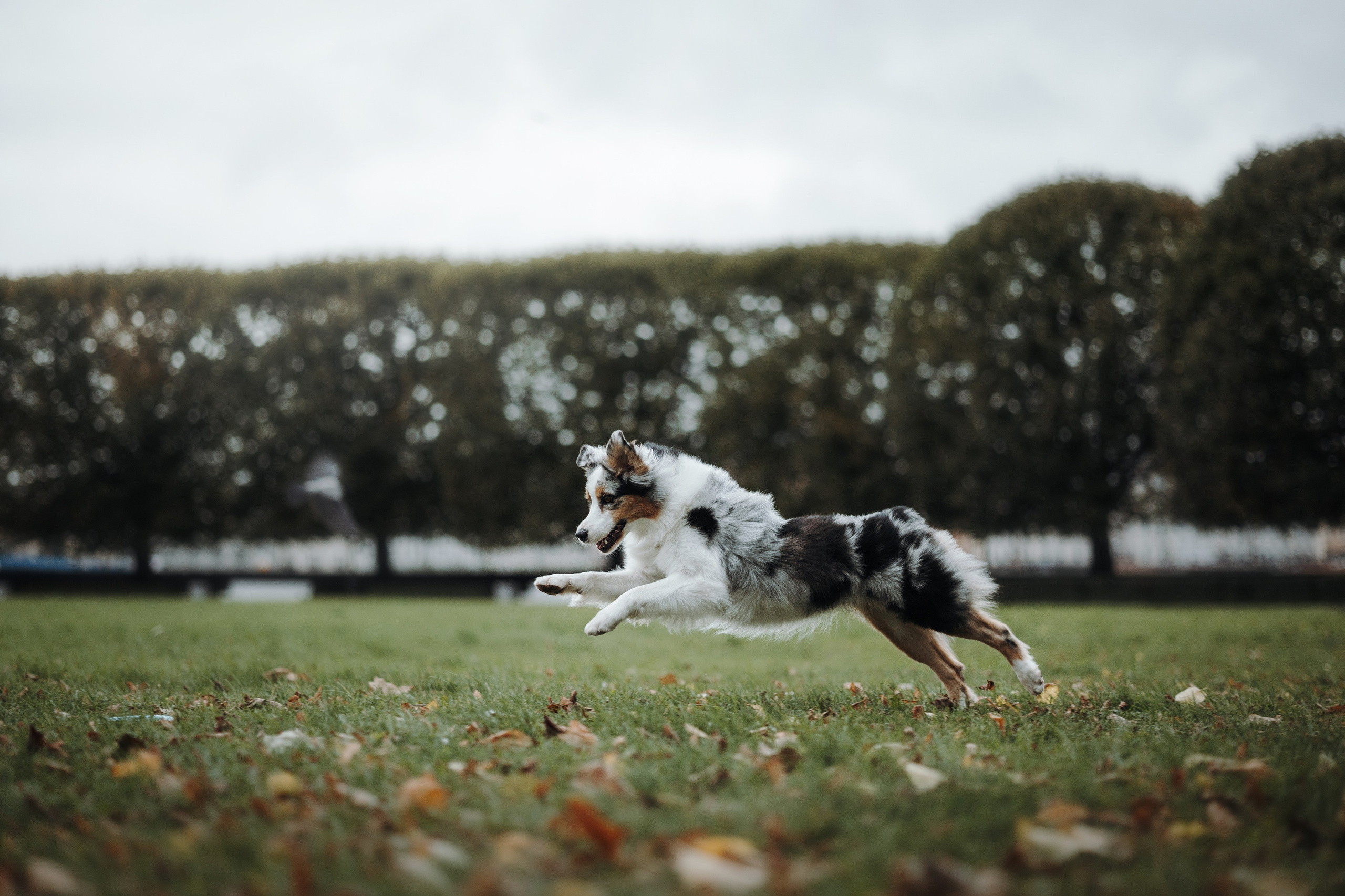 Ирина и Кайса. Фотограф — Анималист | Санкт-Петербург