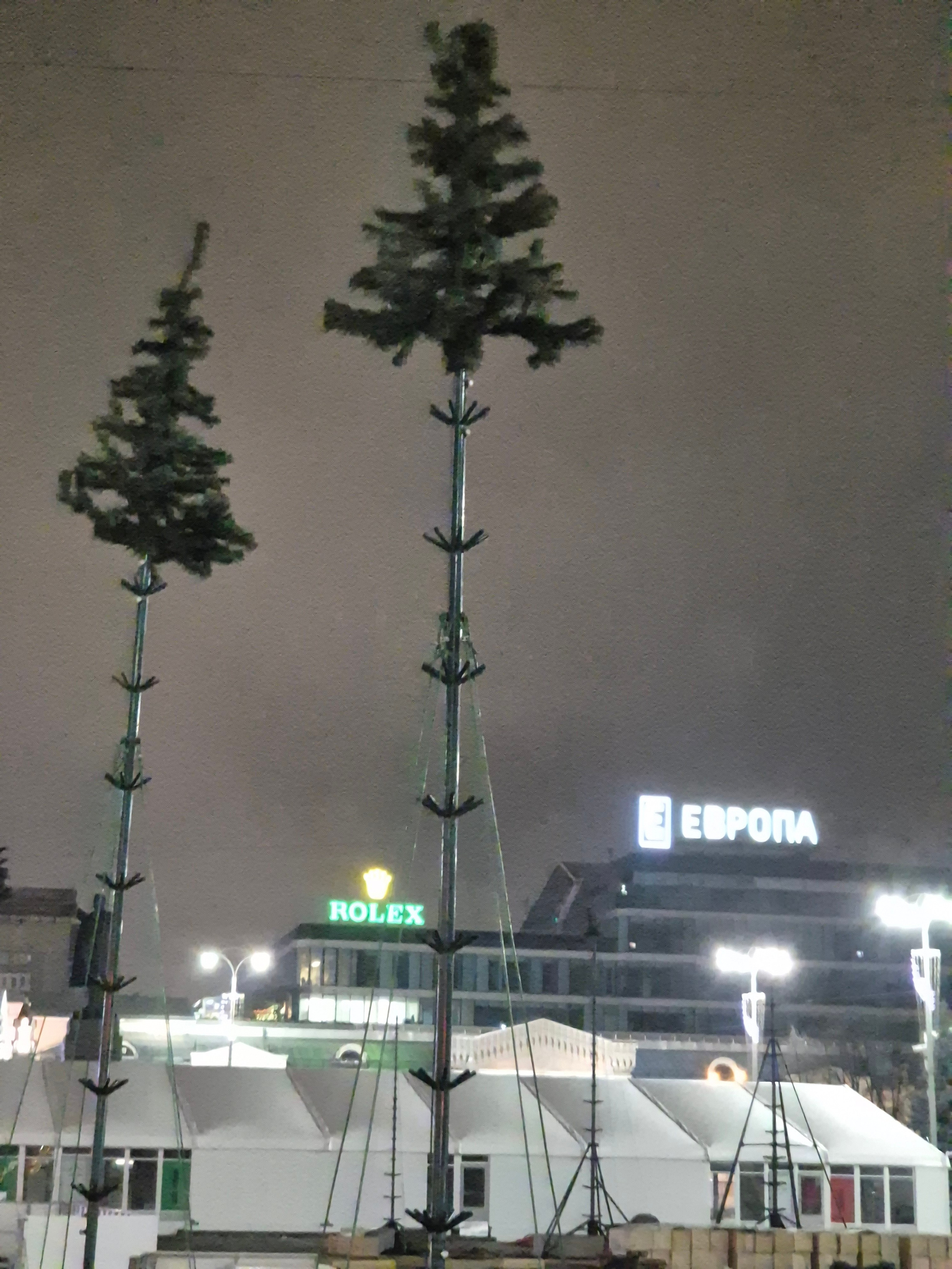 На дворе октябрь, но уже елочки прорастают