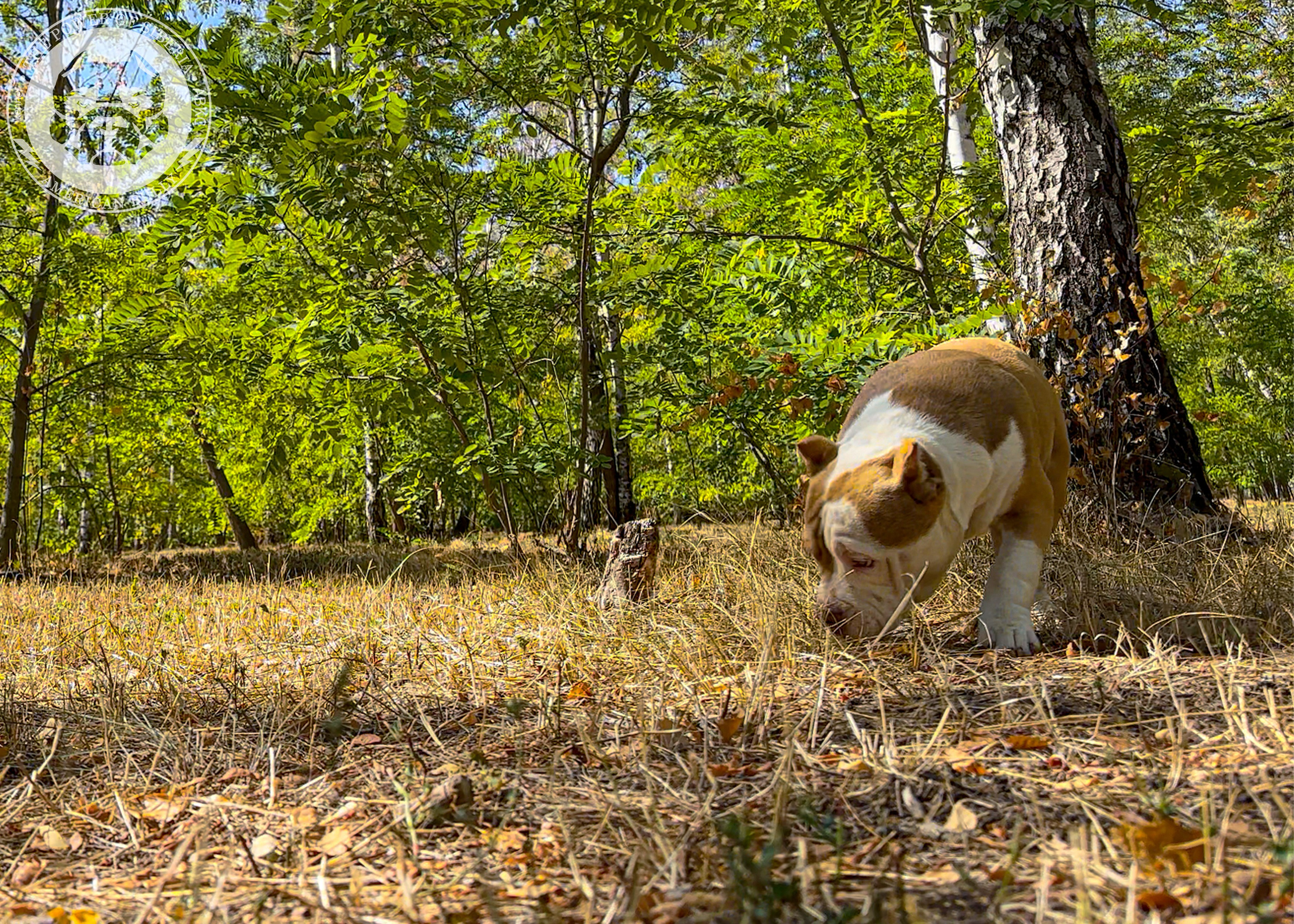 Помет Каспер и Тагира. 21.04.25. Американский Булли в г. Ростов-на-Дону. Питомник THE POWER OF SIBERIA