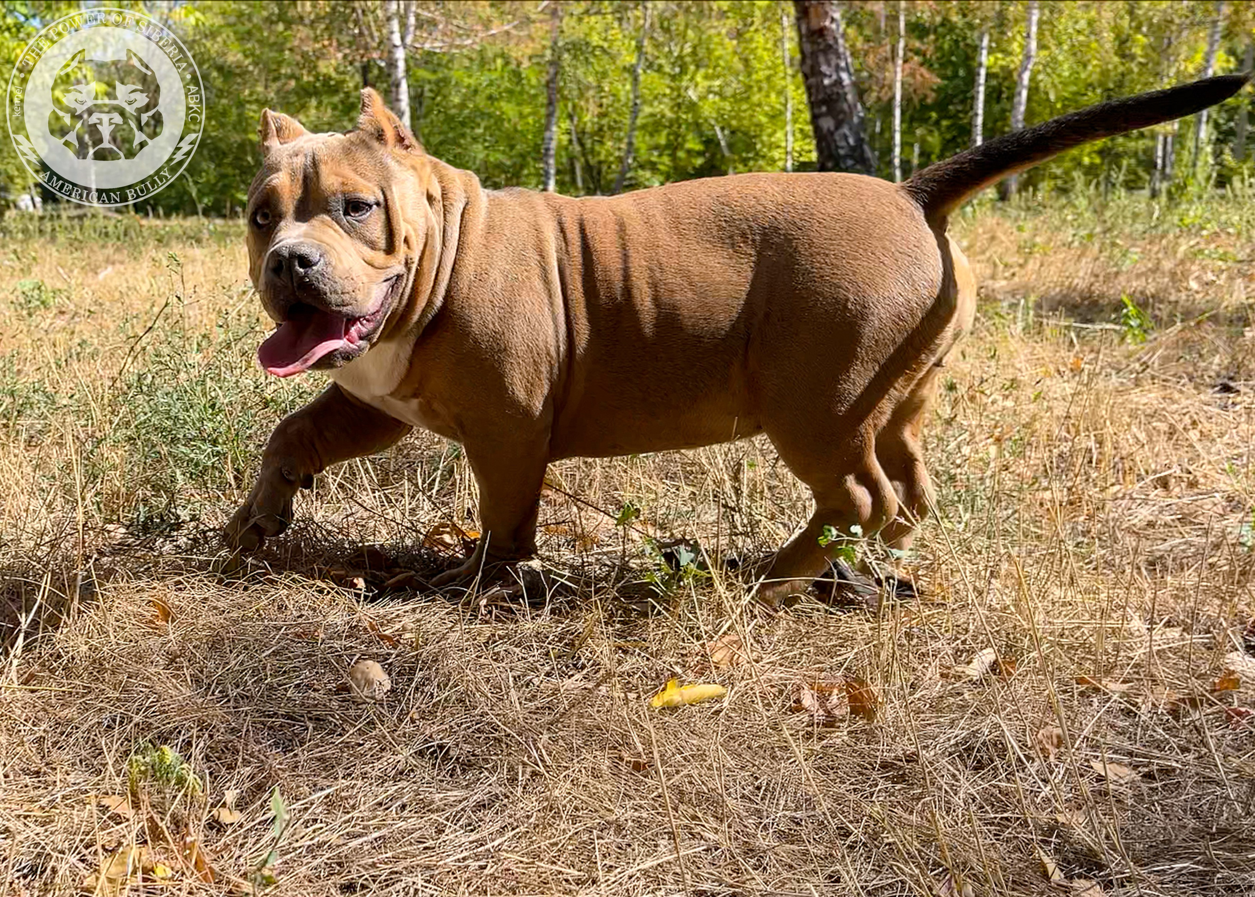 Помет Каспер и Тагира. 21.04.25. Американский Булли в г. Ростов-на-Дону. Питомник THE POWER OF SIBERIA