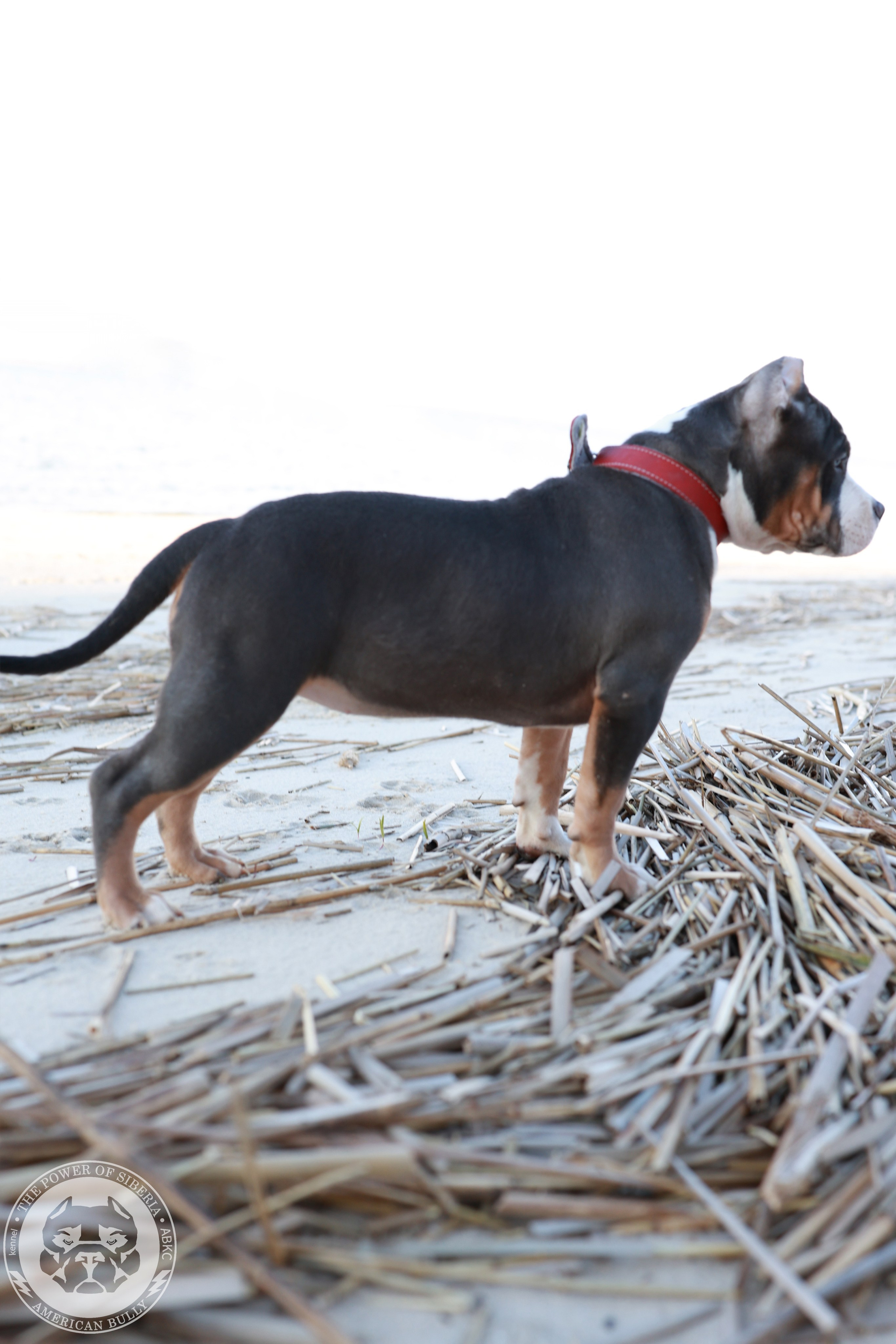 13.12.25-Мия-Турук. Американский Булли в г. Ростов-на-Дону. Питомник THE POWER OF SIBERIA