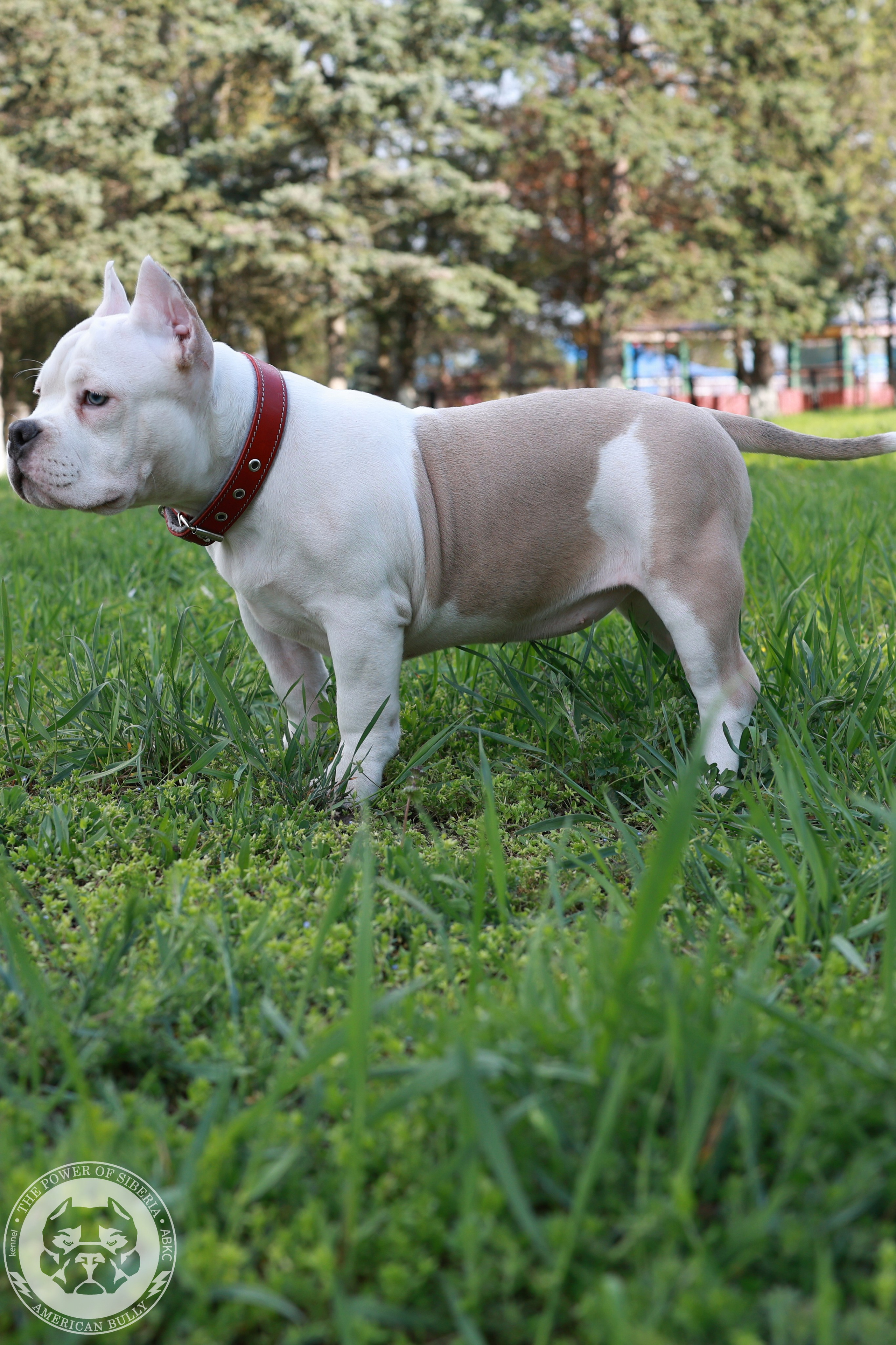 13.12.25-Мия-Турук. Американский Булли в г. Ростов-на-Дону. Питомник THE POWER OF SIBERIA