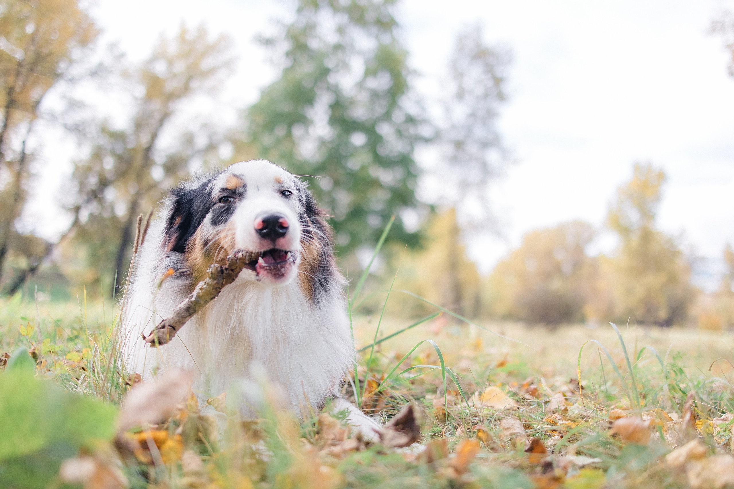 Аусси Дэймон. Свадебный и женский фотограф