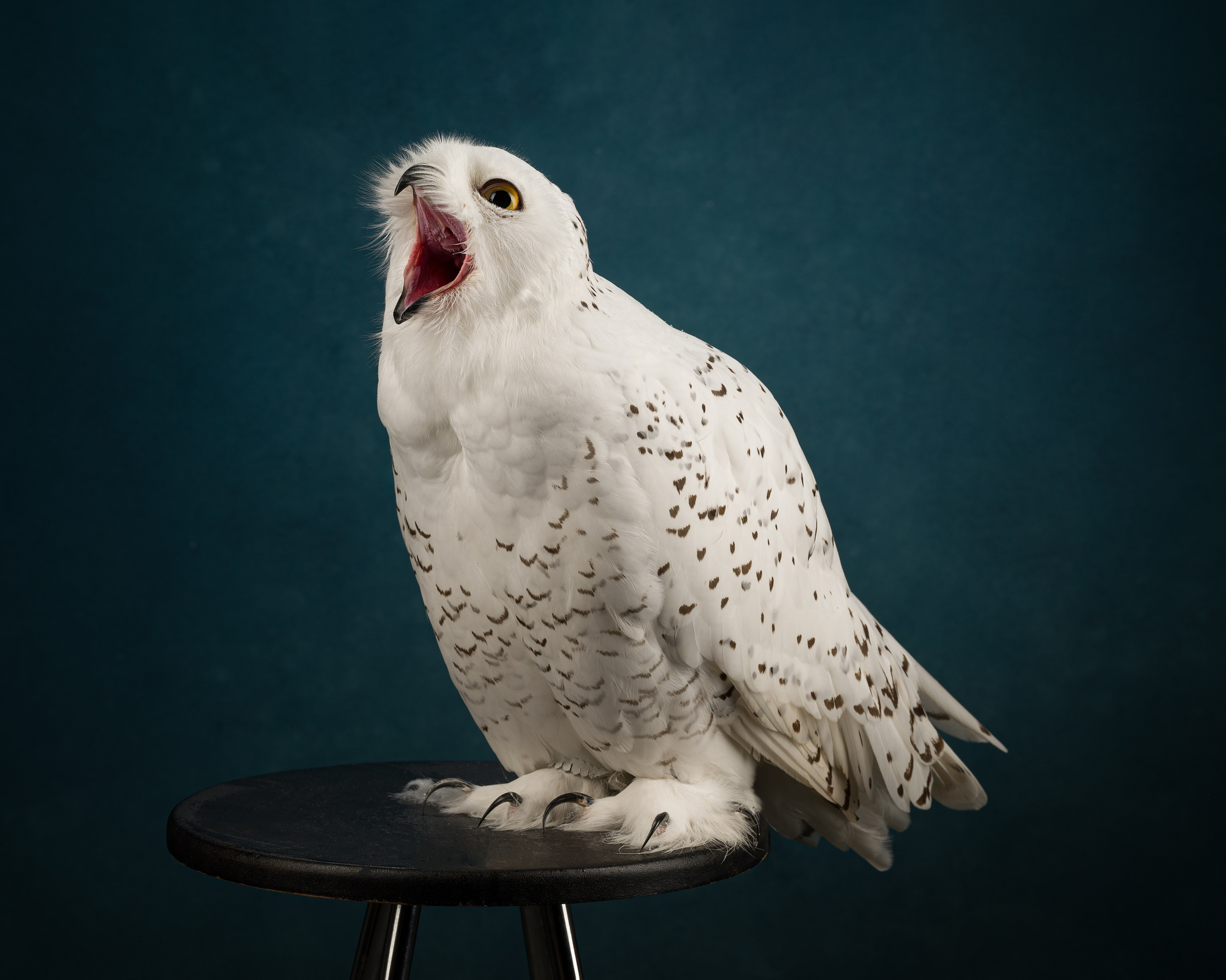 Студийные съемки. Портретный фотограф в Челябинске Катерина Руди