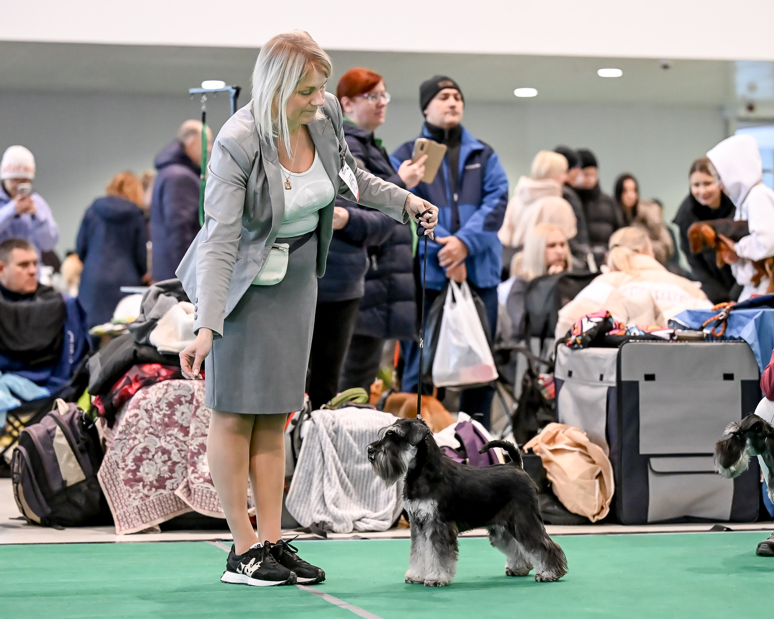 Бъянка/ Delinso Balance Cinzano Bianco. Питомник цвергшнауцеров в Беларуси «Делинсо Бэлэнс»