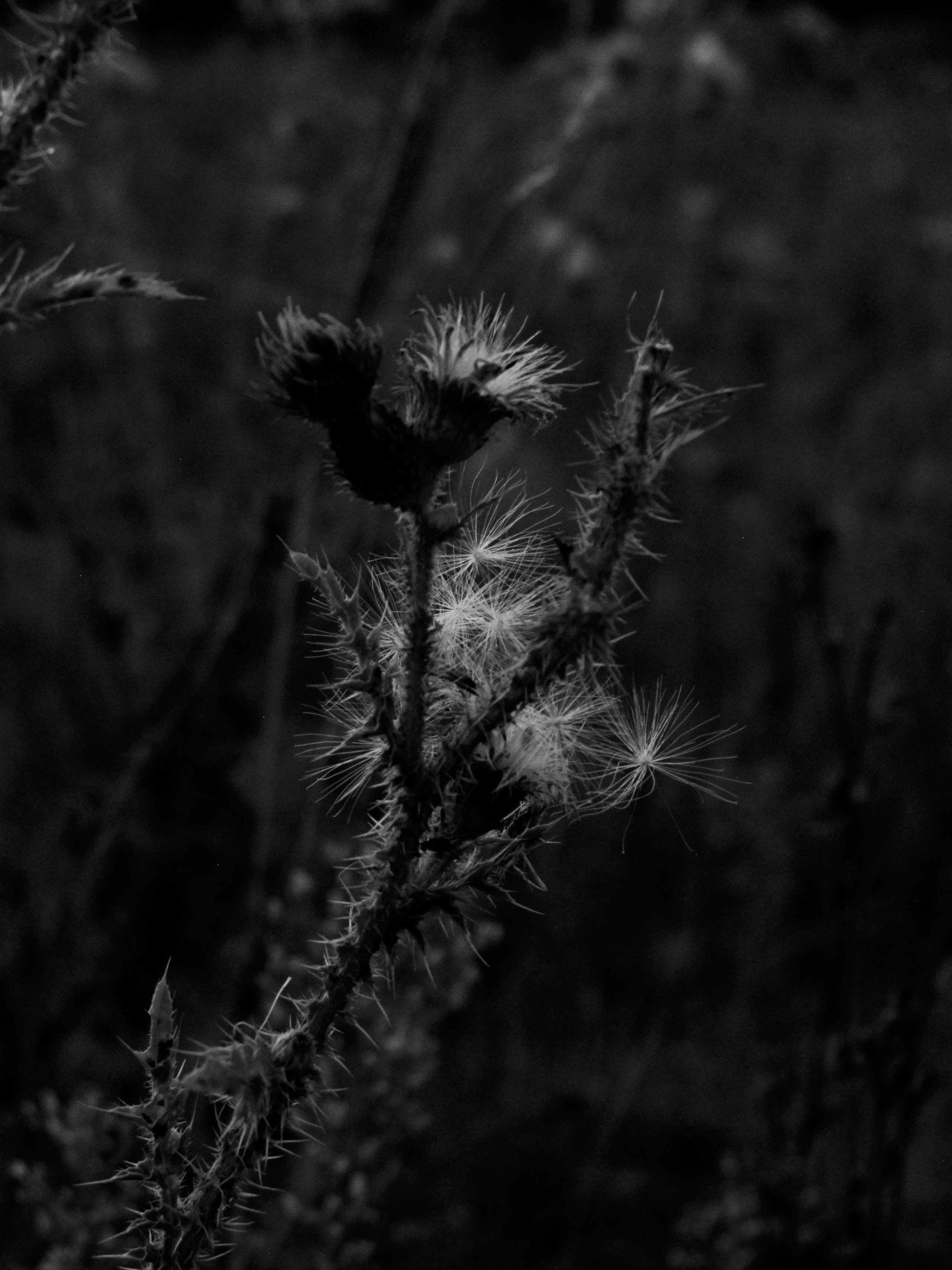 Kirill Alexandrovich. Фотограф в Туле и Тульской области