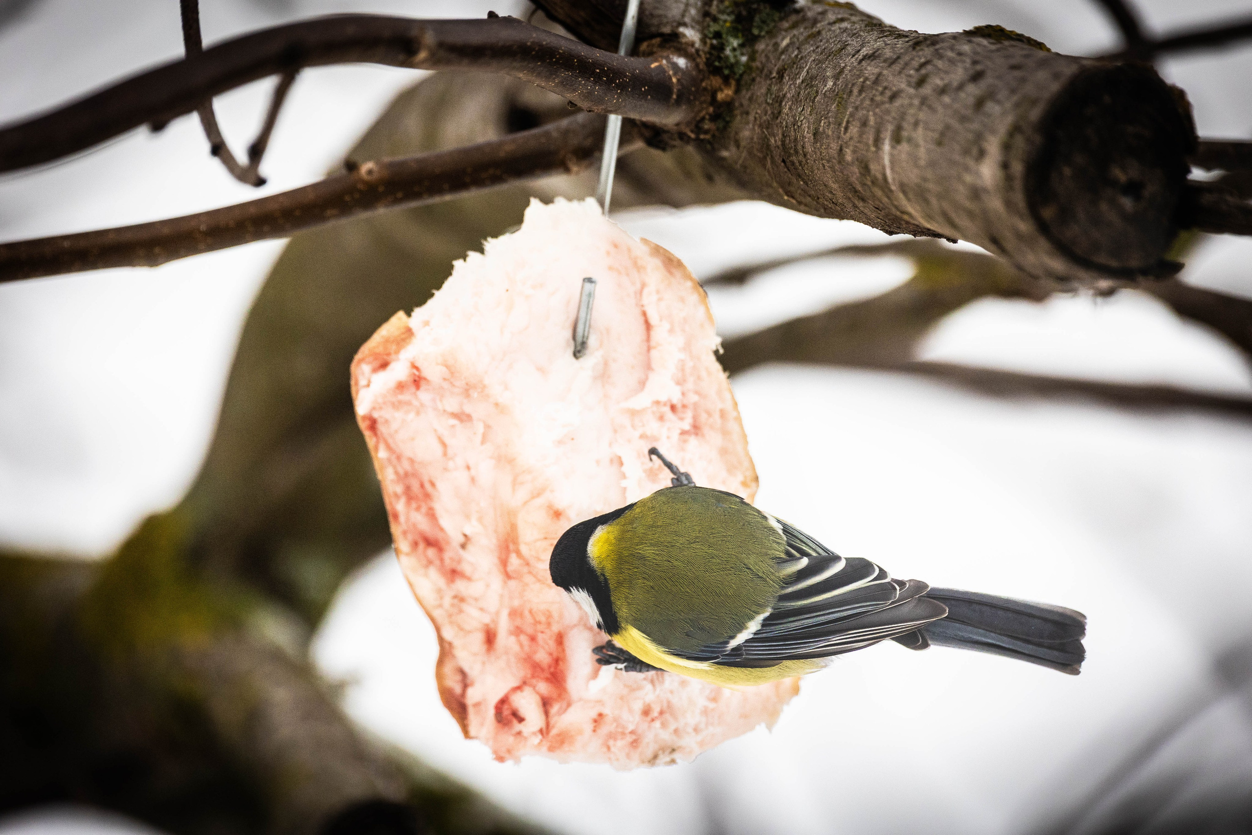 Дикий животный мир. Фотограф-АниМалист Анна Абрамова