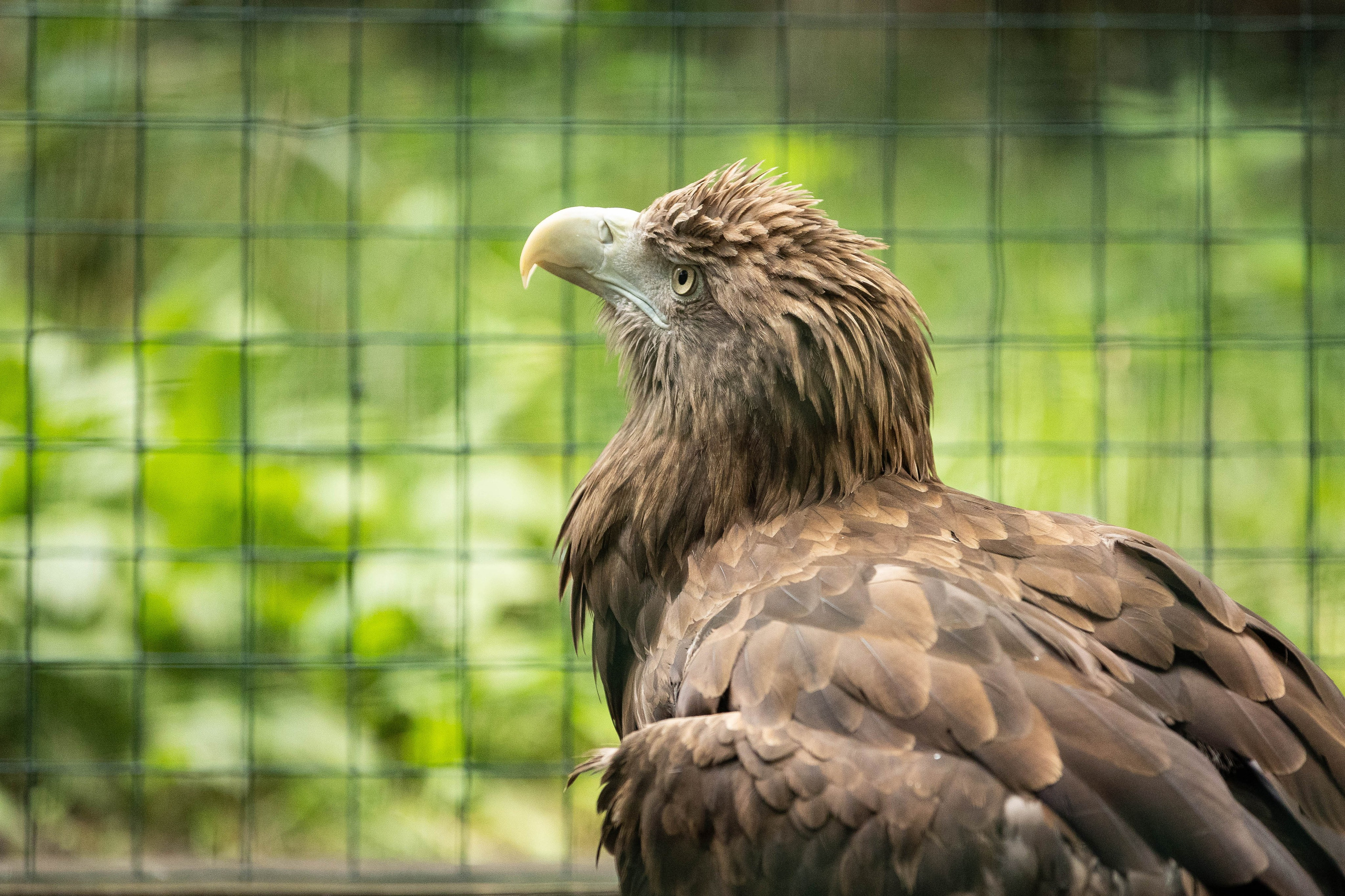 Зоопарк Малинки. Фотограф-АниМалист Анна Абрамова