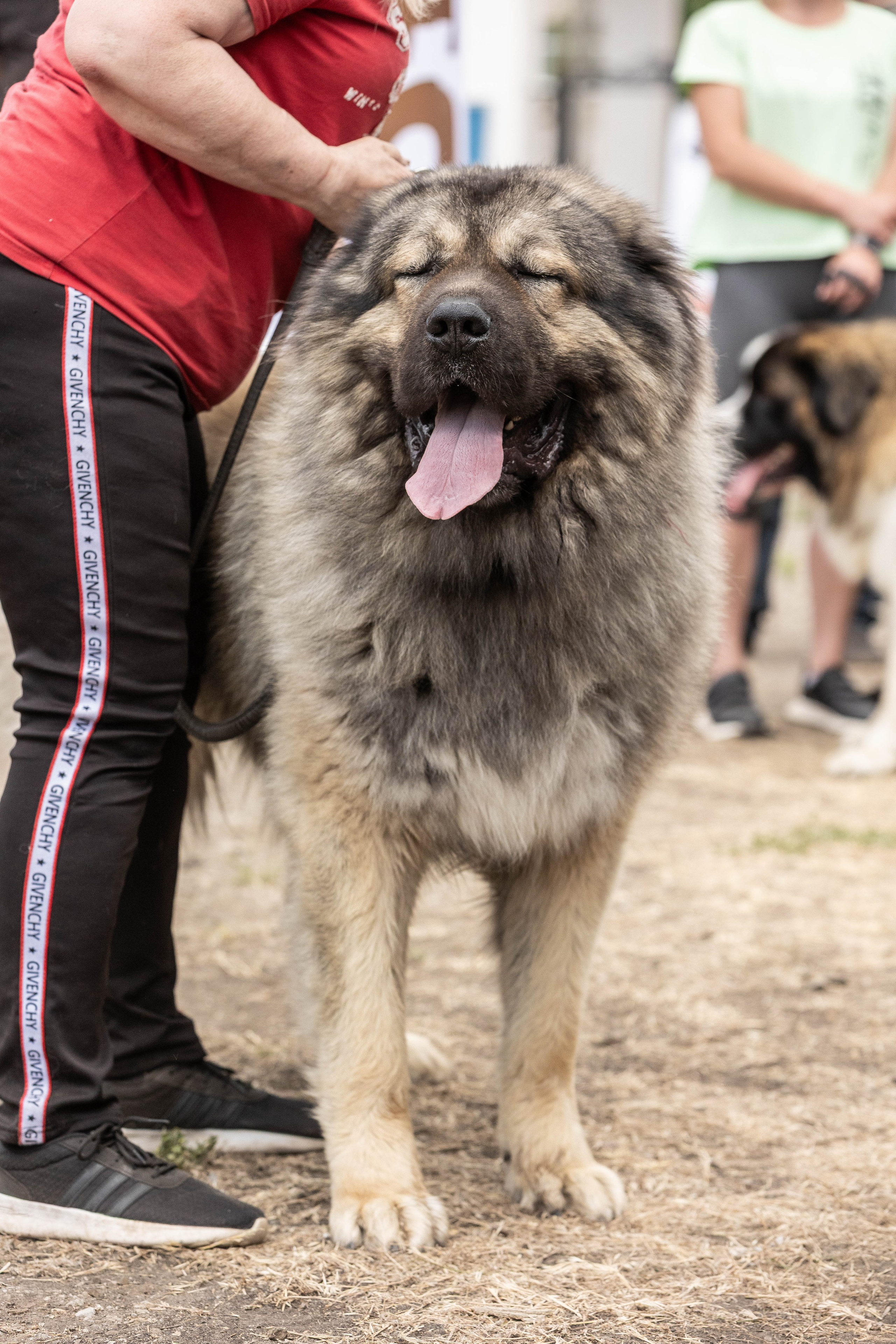 Репортаж (фото с выставок). Фотограф-АниМалист Анна Абрамова