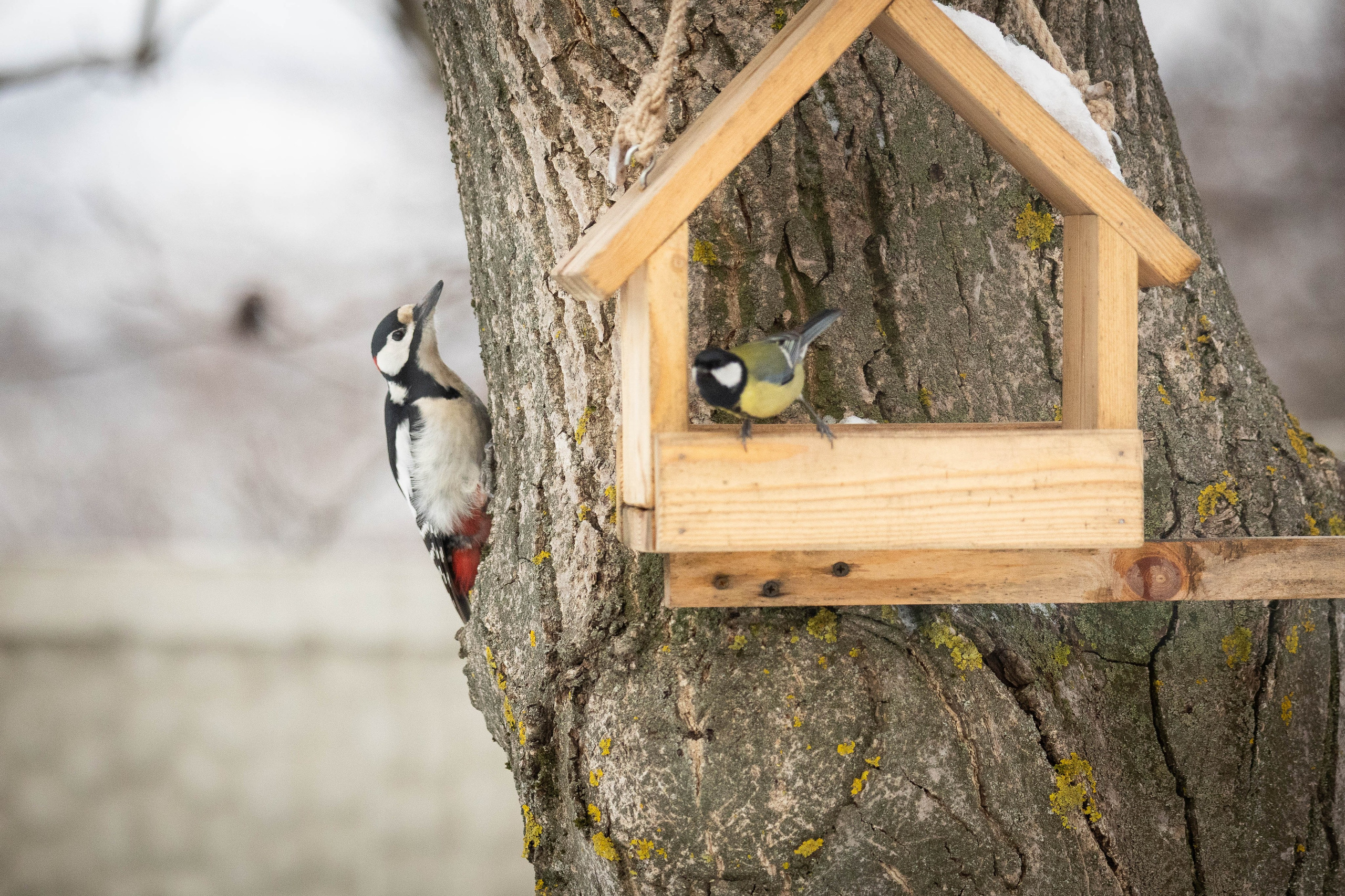Дикий животный мир. Фотограф-АниМалист Анна Абрамова
