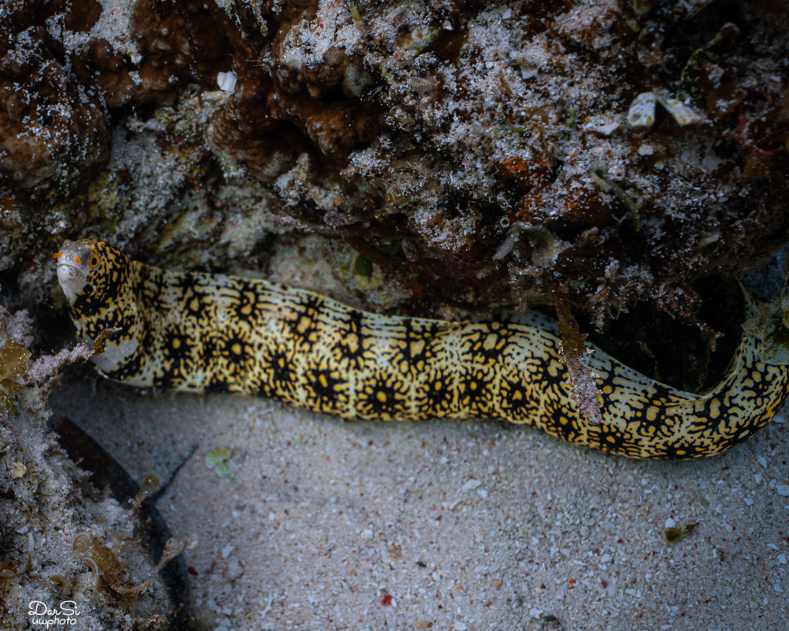 Подводный мир. Подводный фотограф на Филиппинах Синицина Дарья