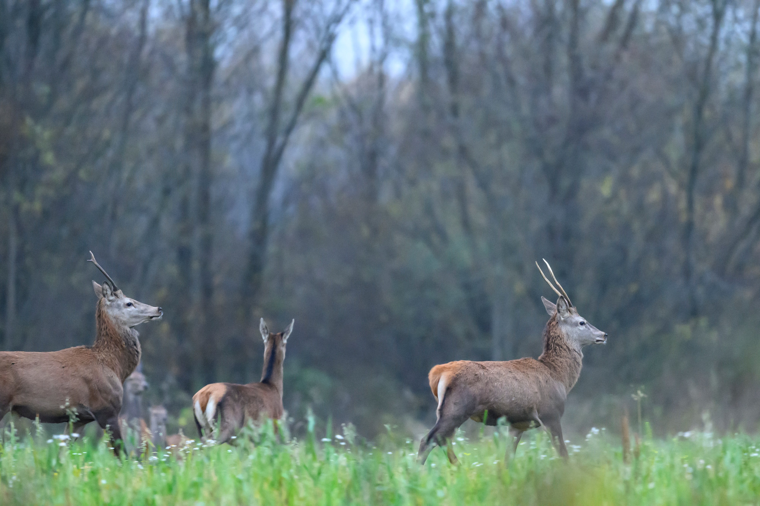 Олени III. Wildlife photography by Sergey Puponin