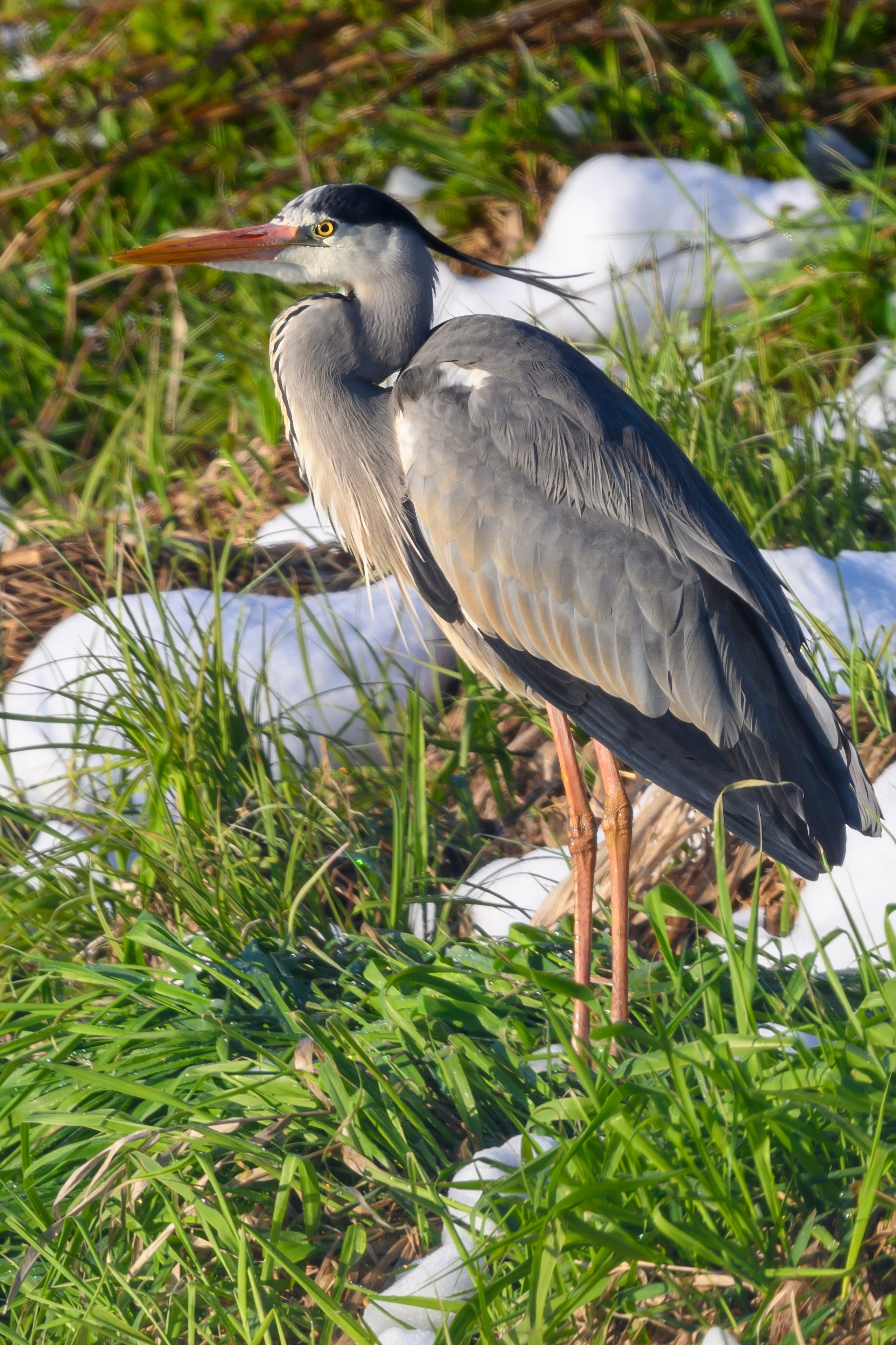 После снегопада. Wildlife photography by Sergey Puponin