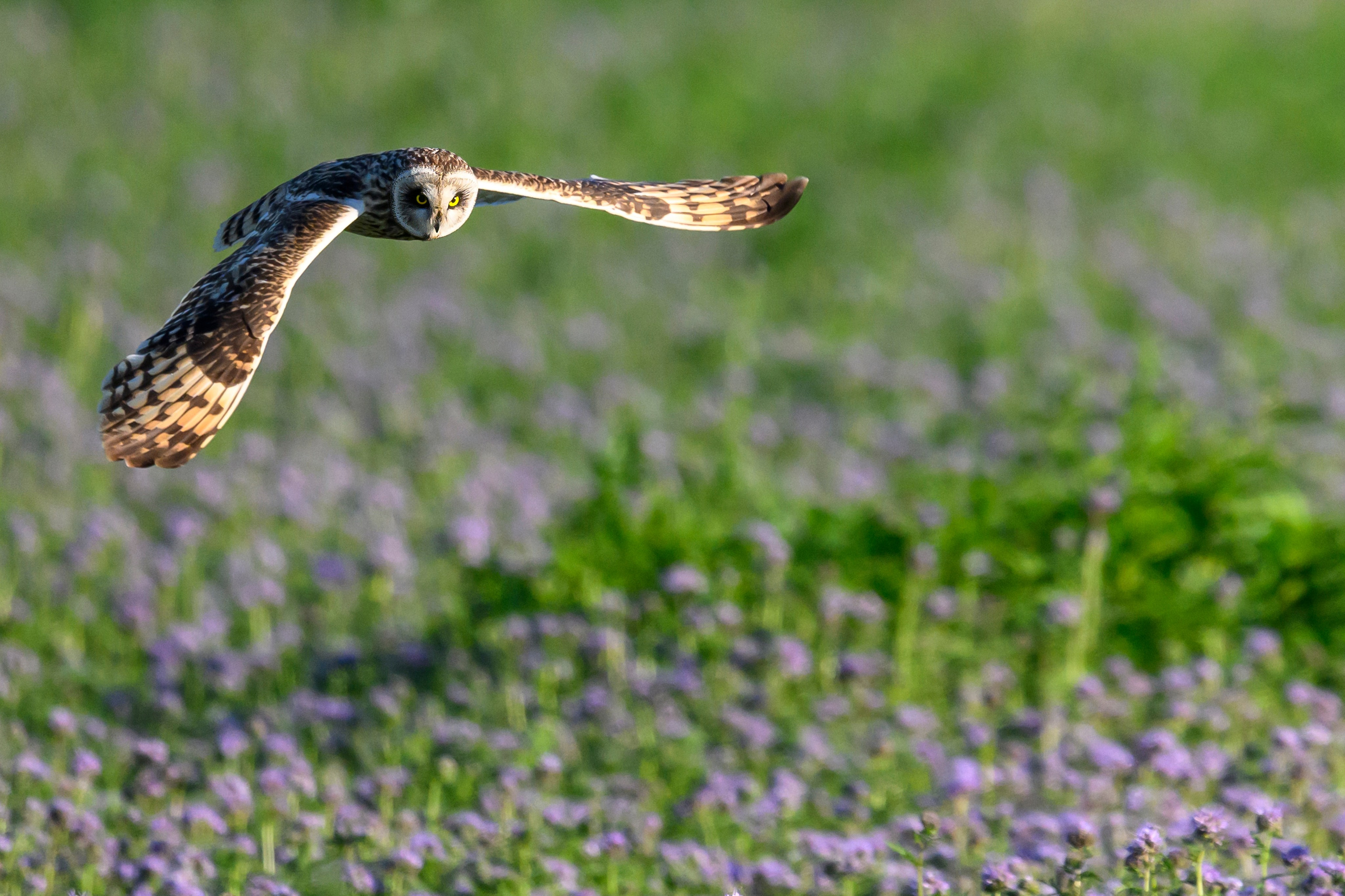 Охота совы. Фотограф Сергей Пупонин
