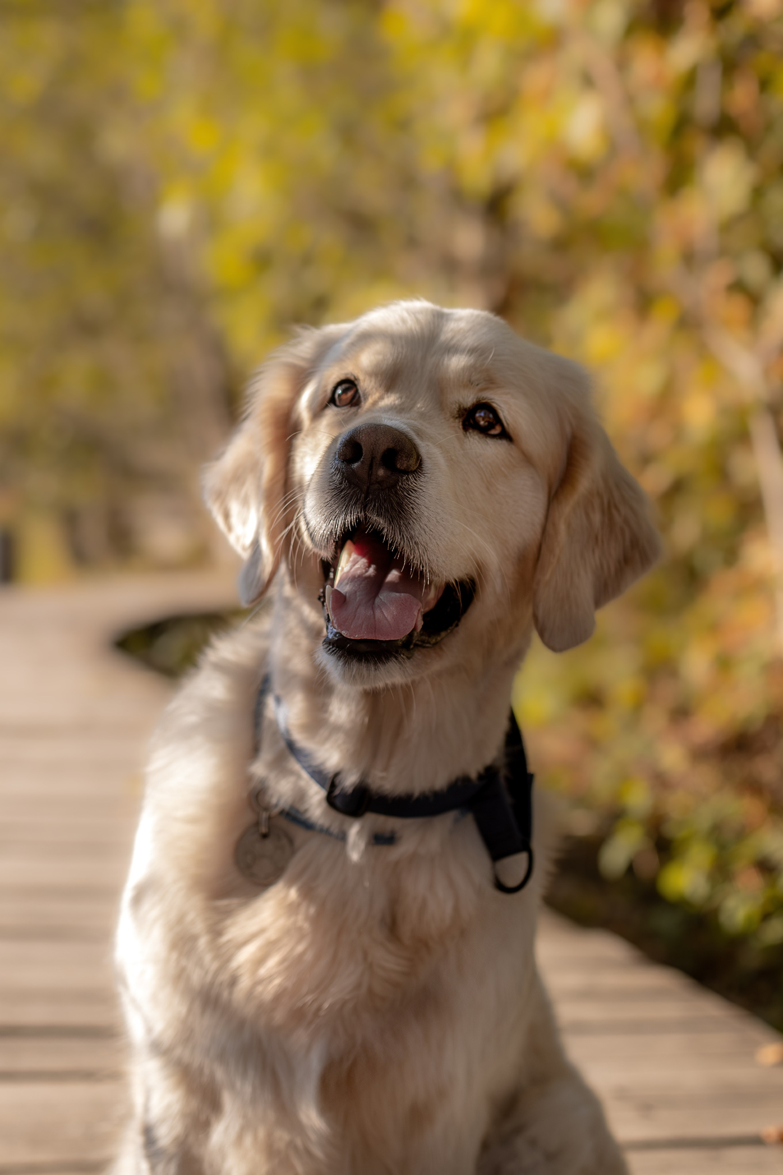 Асти, Делфи и Фреска, Голден Ретриверы. Ирина Голомб|Фотограф-анималист в  Сочи и Калининграде