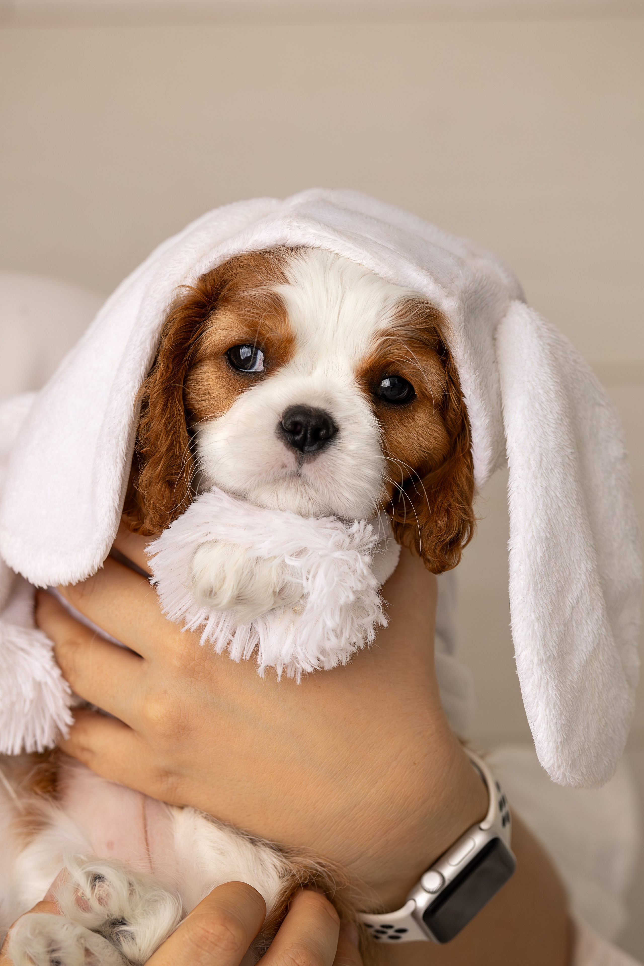 Детки кавалерчики. Ирина Голомб|Фотограф-анималист в  Сочи и Калининграде