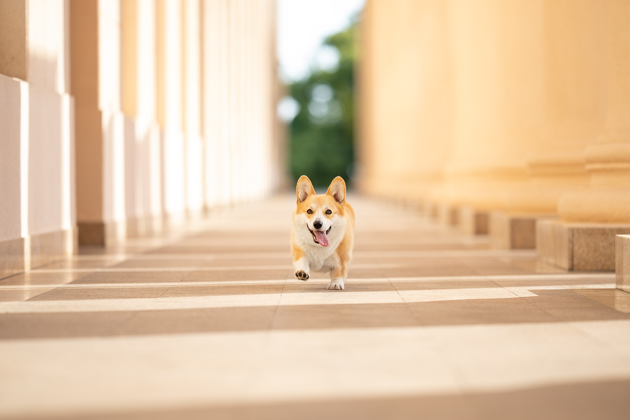 Шаня, Корги. Ирина Голомб|Фотограф-анималист в  Сочи и Калининграде