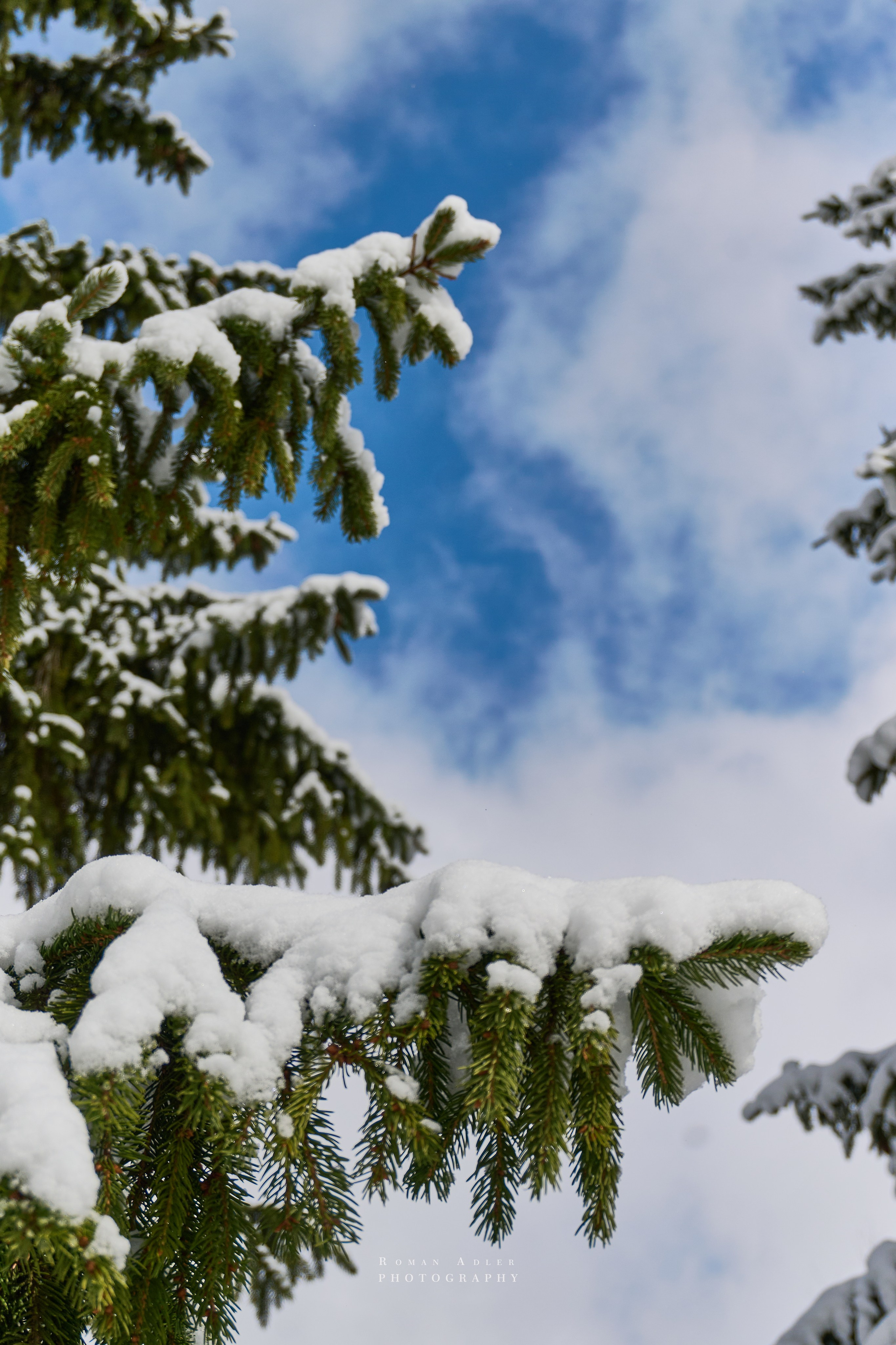 Апрельский снег. Москва 2025. Фотограф Роман Адлер