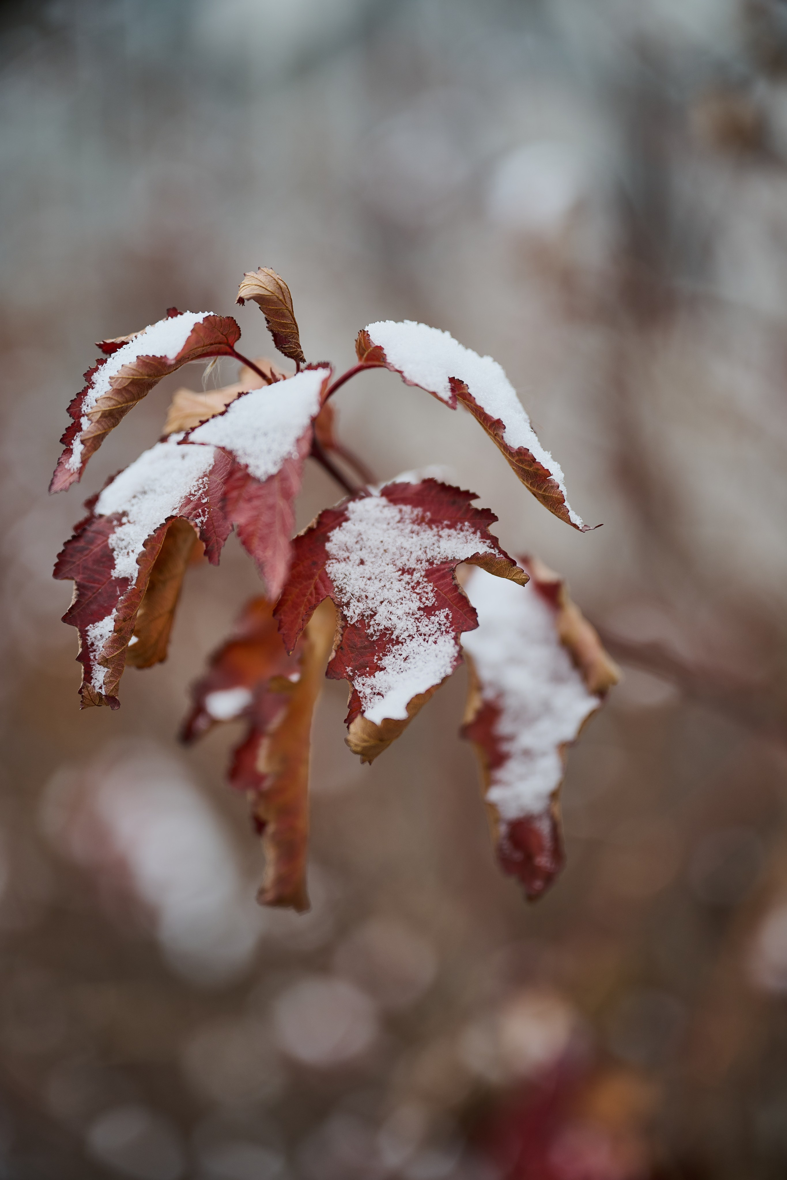Северодонецк (Луганская область). Декабрь 2024. Фотограф Роман Адлер