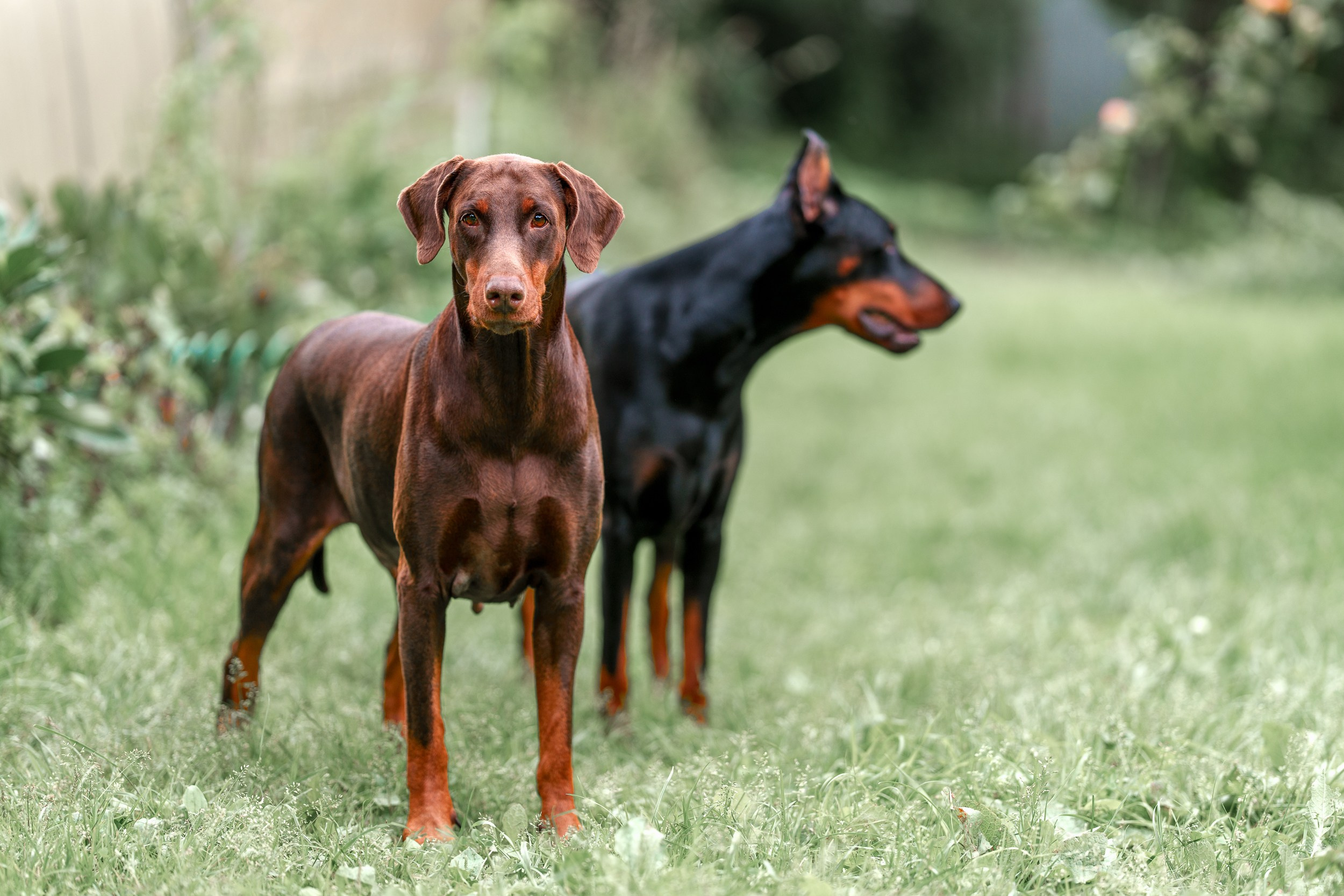 Мика и Фанта. Фотограф анималист Ольга Луканенкова в Москве