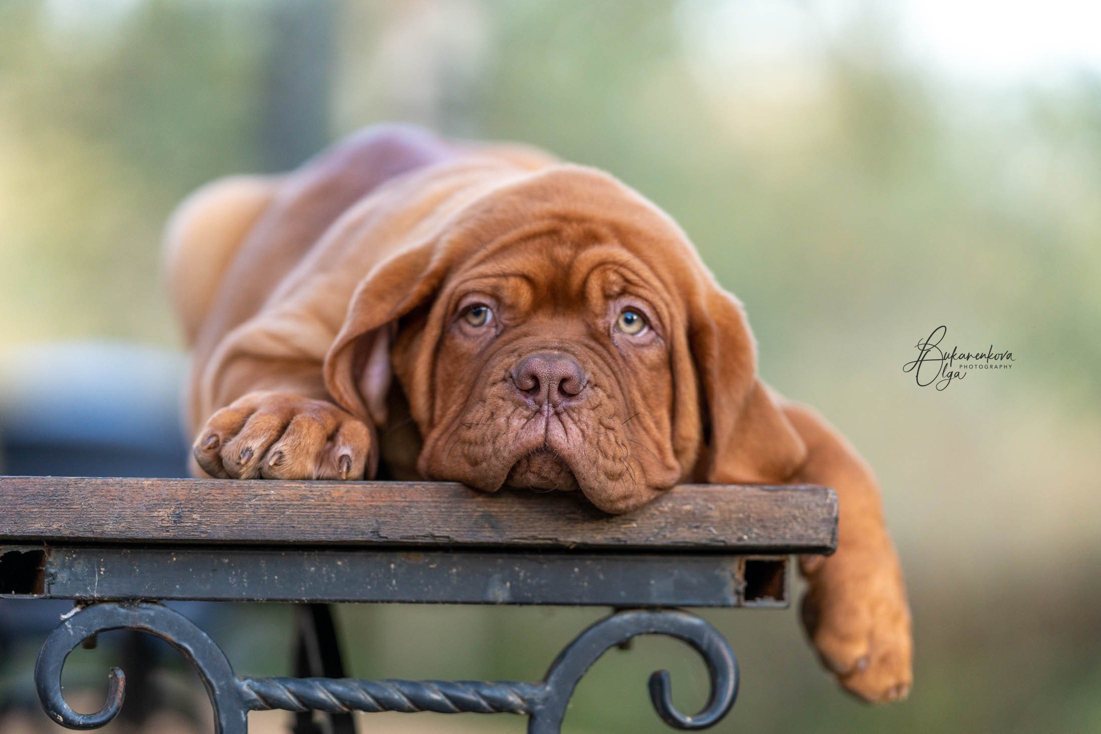 Боррдосы. Фотограф анималист Ольга Луканенкова в Москве