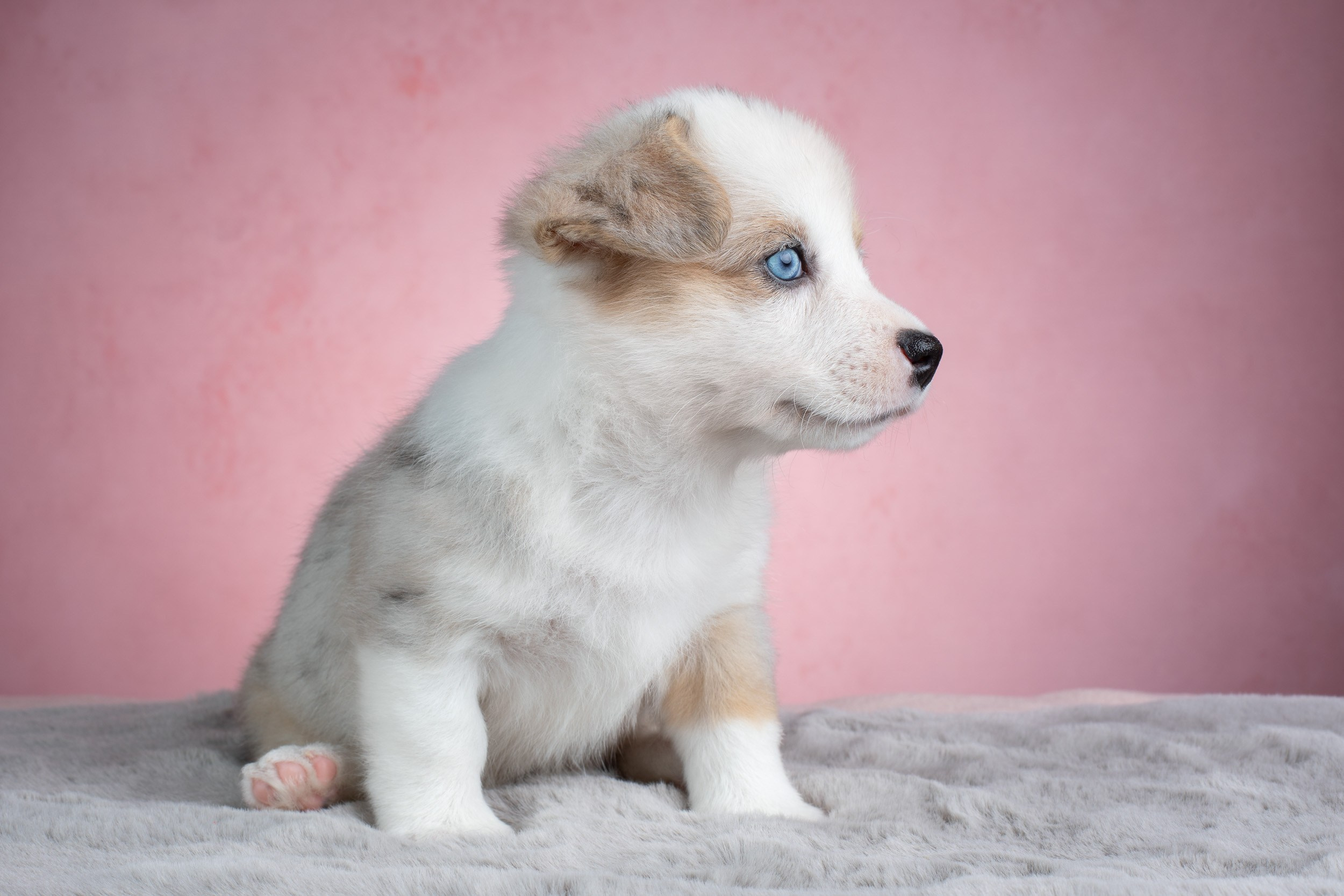 Съемка щенков на розовом фоне. Фотограф-анималист в Москве и Московской области Татьяна Фролова