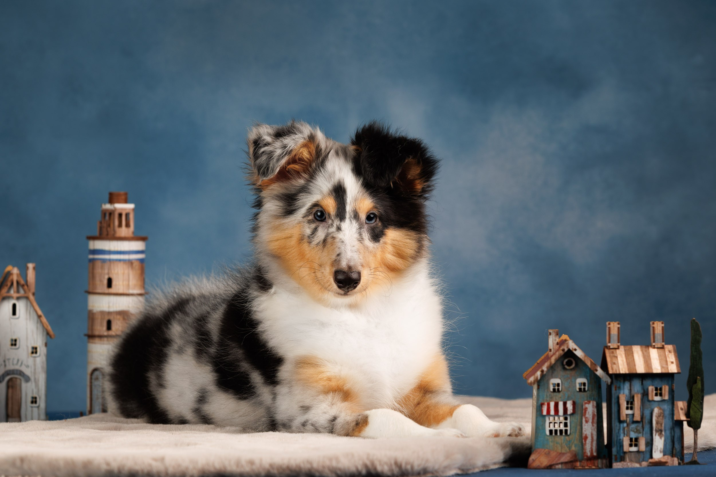 Шелтята Пушкино. Фотограф-анималист в Москве и Московской области Татьяна Фролова