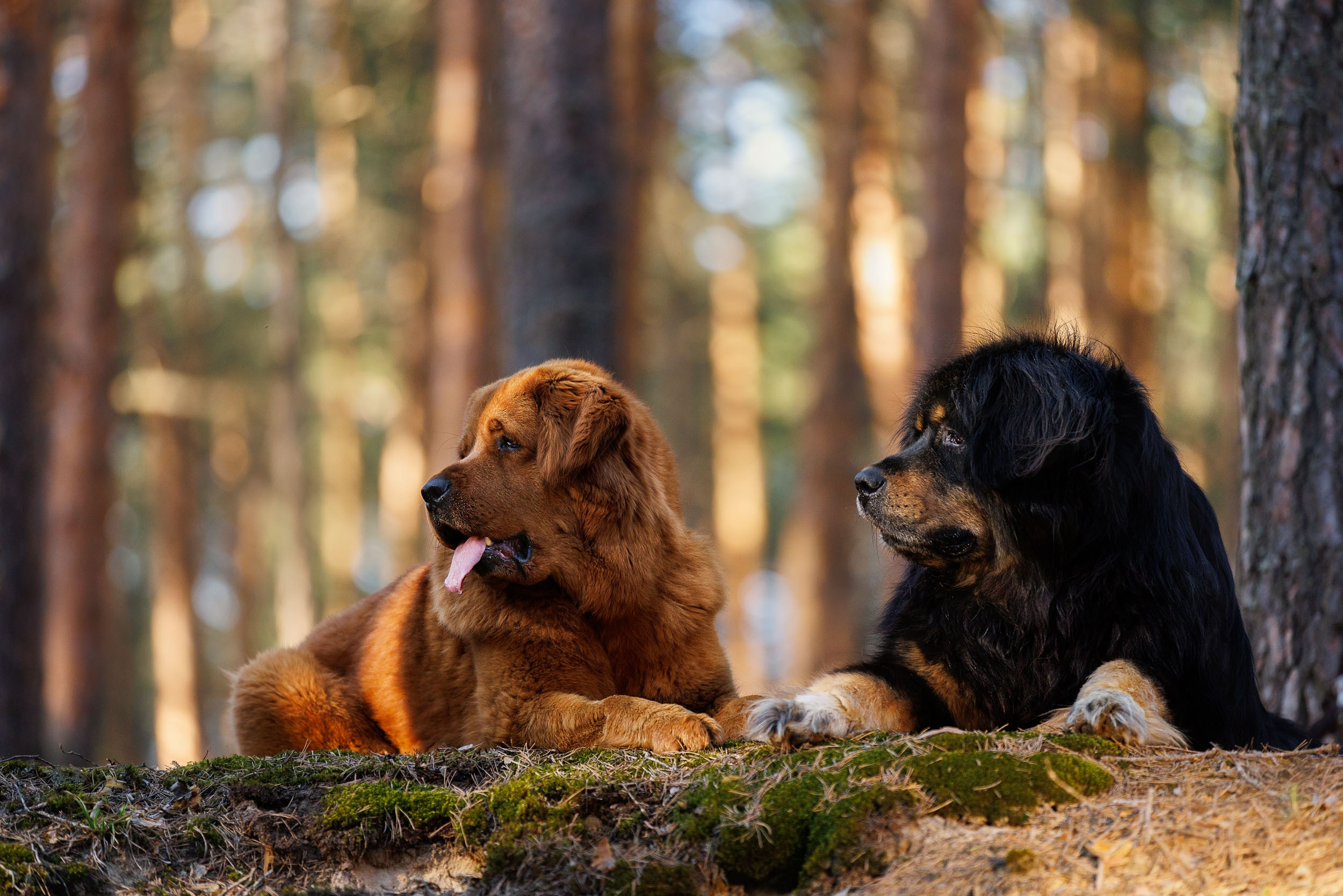 Фотосессия с тибетскими мастифами и бишон фризе. Фотограф-анималист в Москве и Московской области Татьяна Фролова