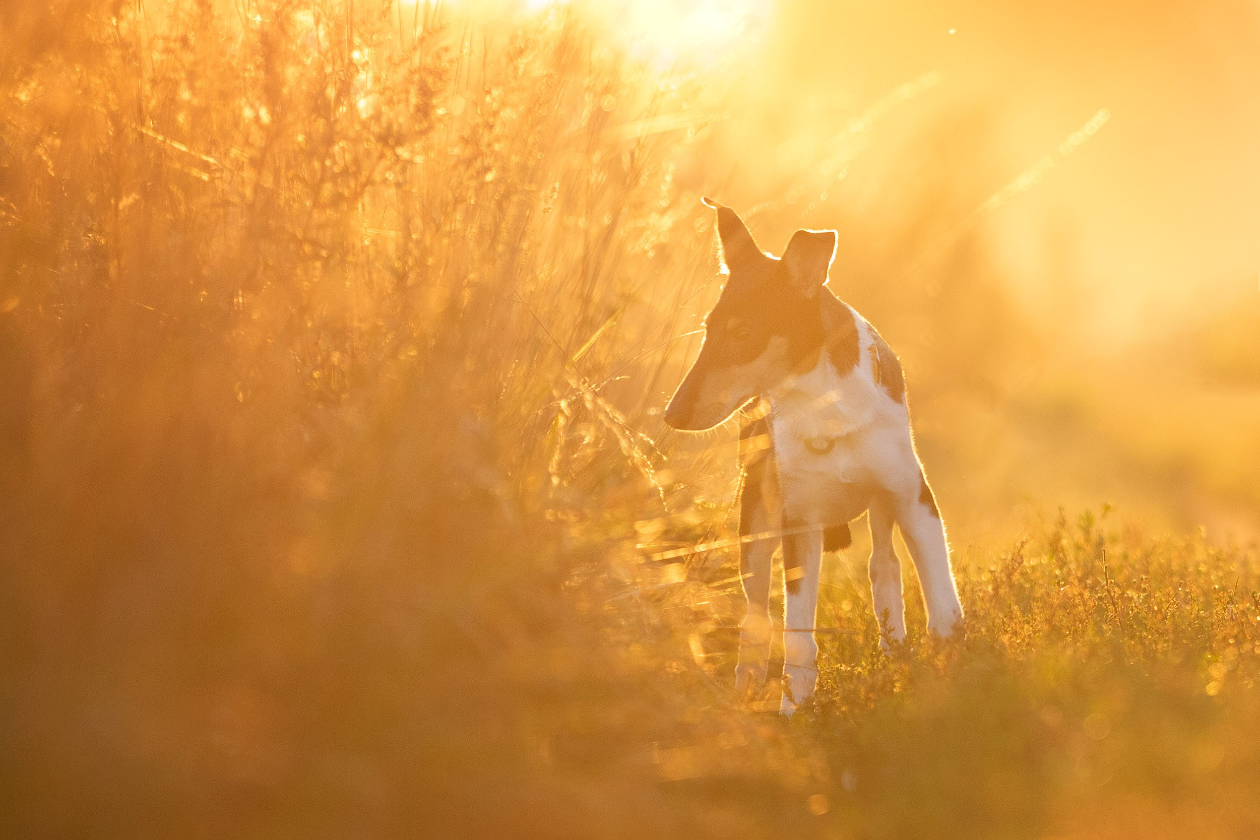 Наташа и короткошерстные колли. Фотограф-анималист в Москве и Московской области Татьяна Фролова