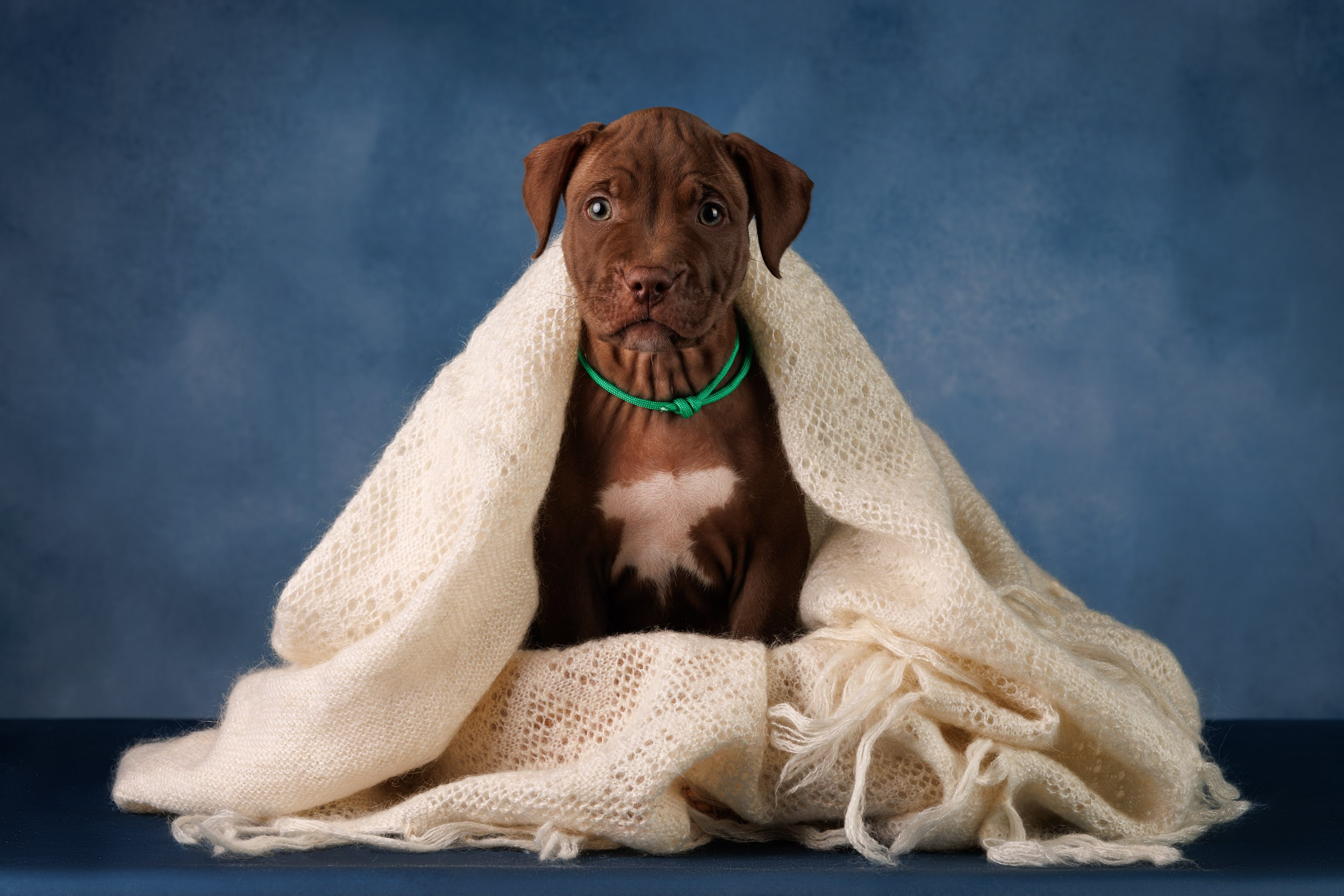 Съемка щенков АПБТ. Фотограф-анималист в Москве и Московской области Татьяна Фролова