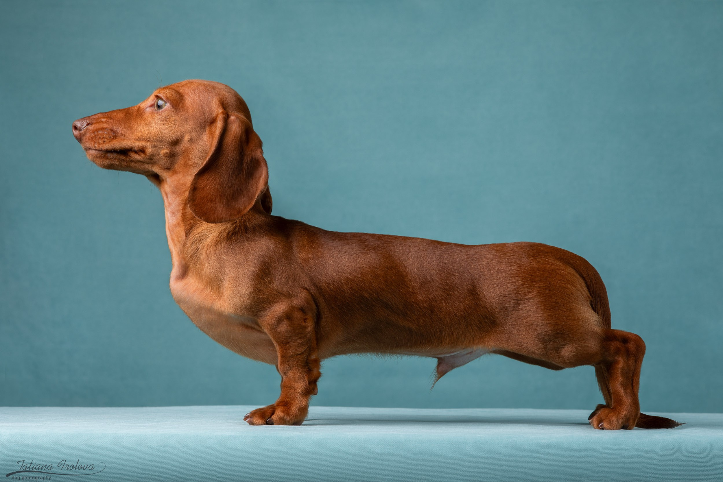 Съемка щенков таксы в минималистичном стиле. Фотограф-анималист в Москве и Московской области Татьяна Фролова