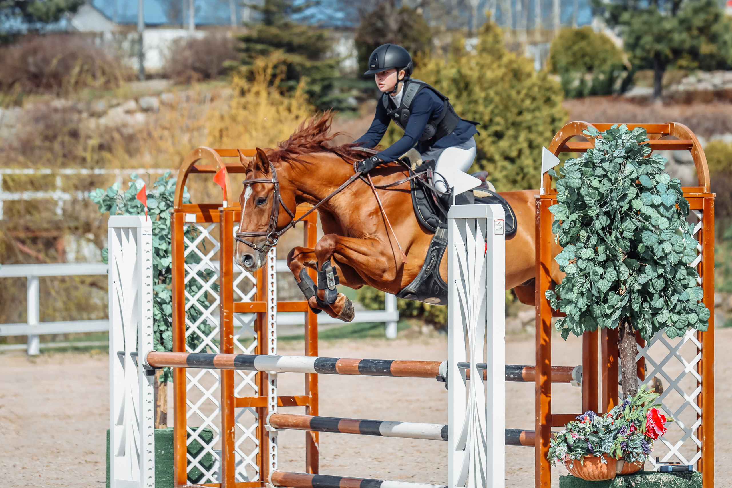 Лошади Евы Демидовой. Ева Демидова. Спортсмен по конкуру в Санкт-Петербуре