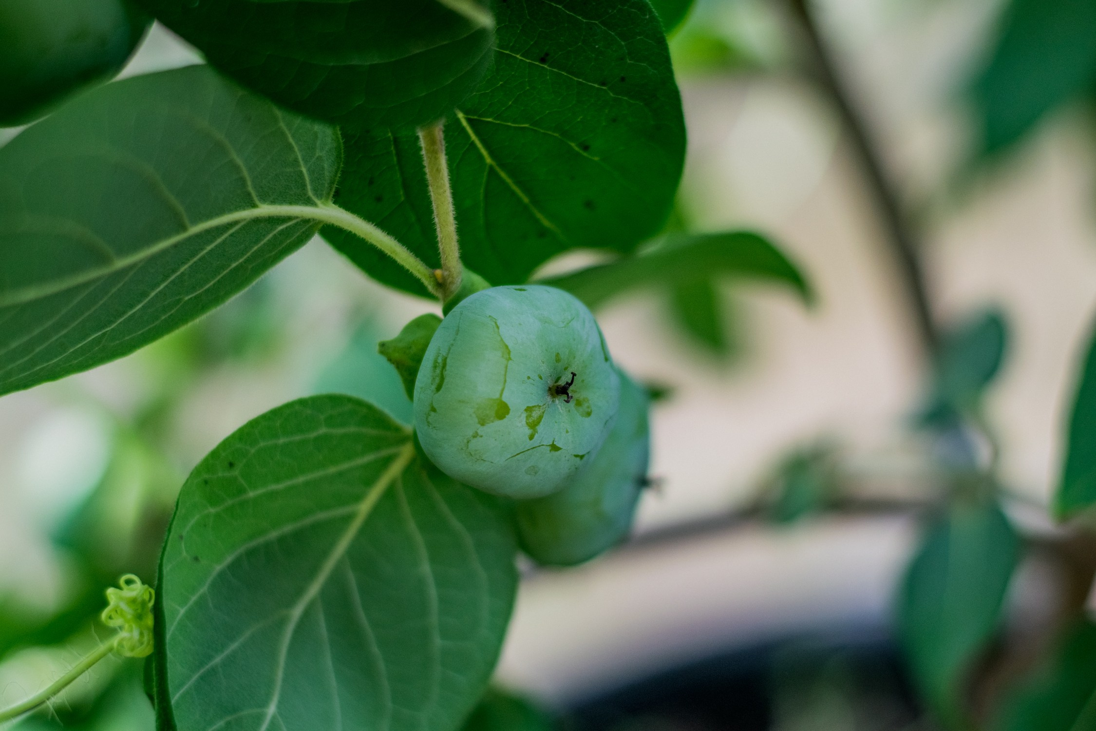 Антон Курдюмов фотограф в Хабаровске Рина Курдюмова фото27 foto27 Антон Дорофеев репортажный репортаж документалист Тони и Рина фотосоздатели Виноградники Хехцир 2024 Хабаровск виноград дикий фермер фермерство дачный сезон