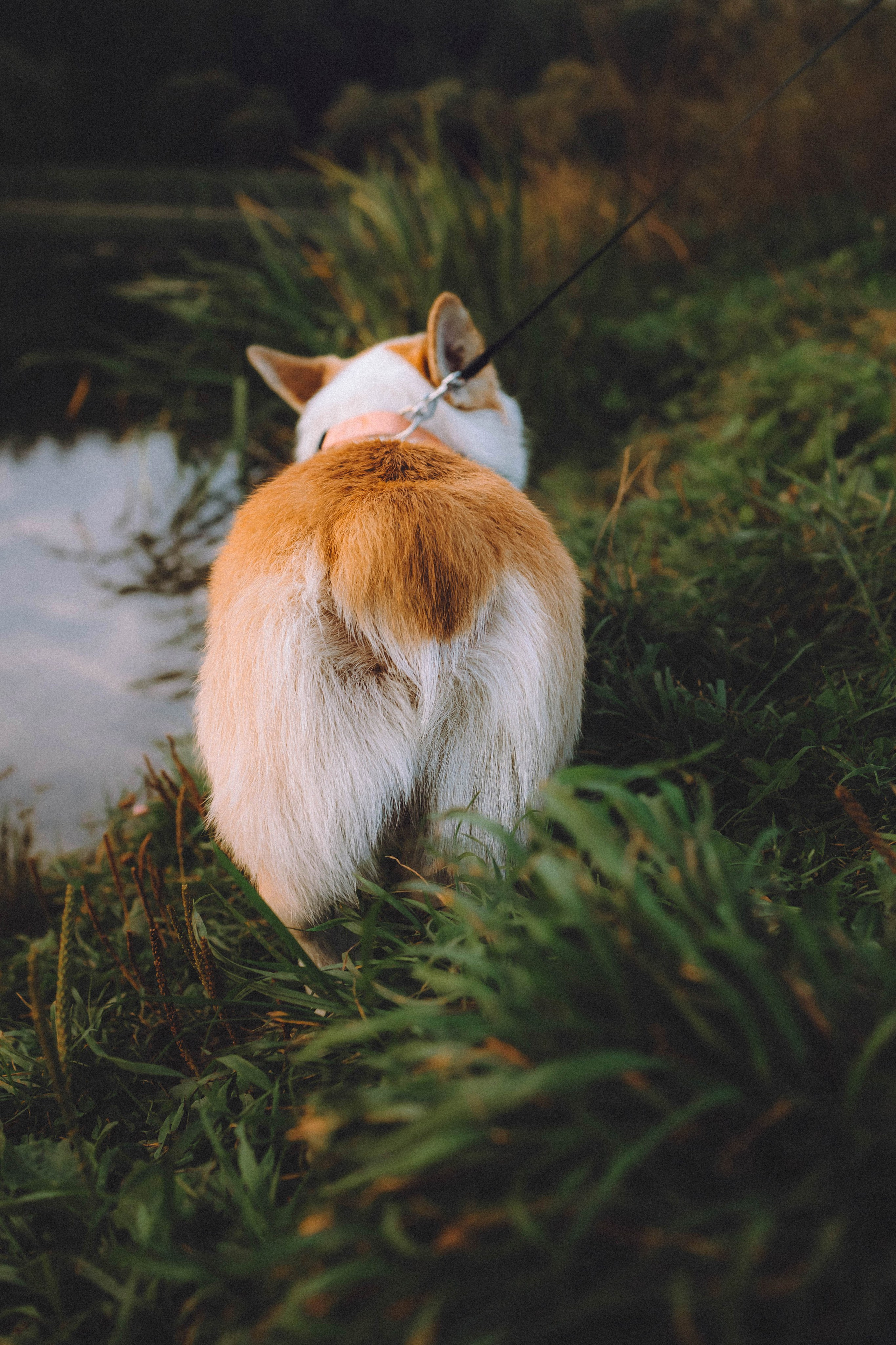 Арчи и его семья