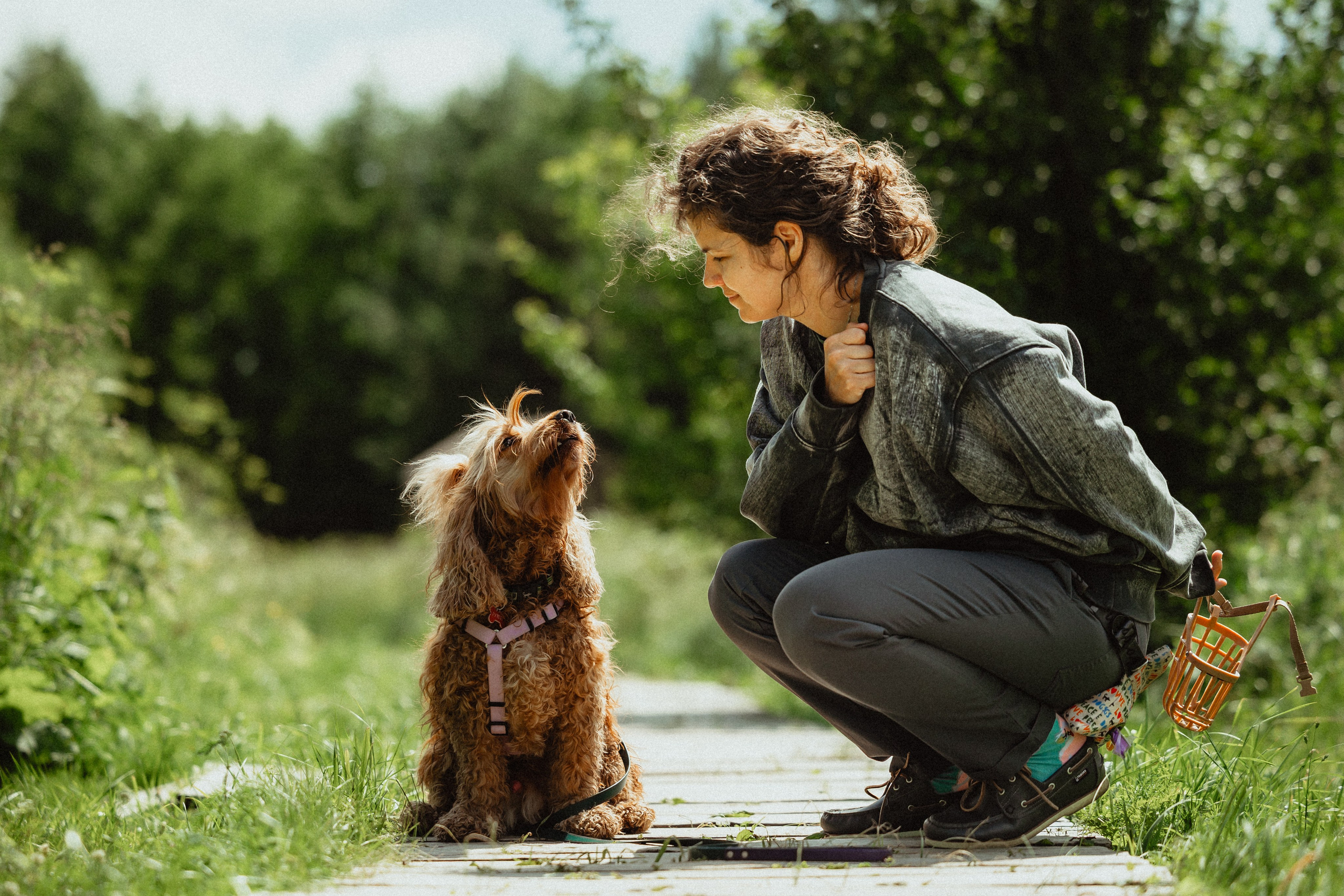 Выездной дог-тренинг от школы «Шерсть имею»
