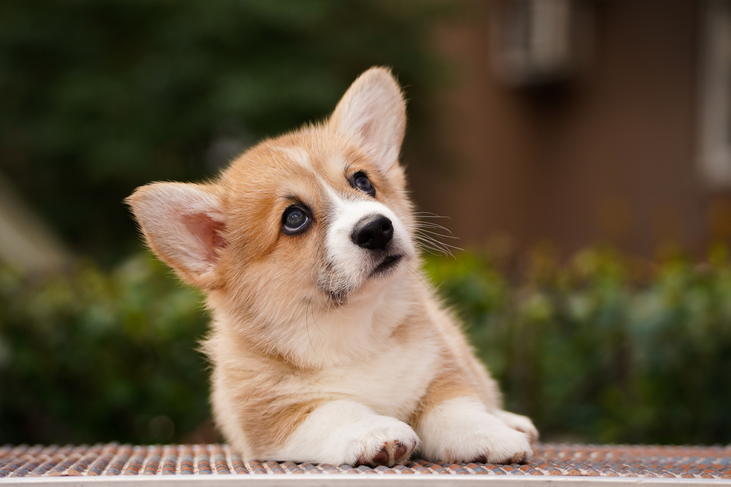 Корги. Фотограф-анималист Анастасия Большакова