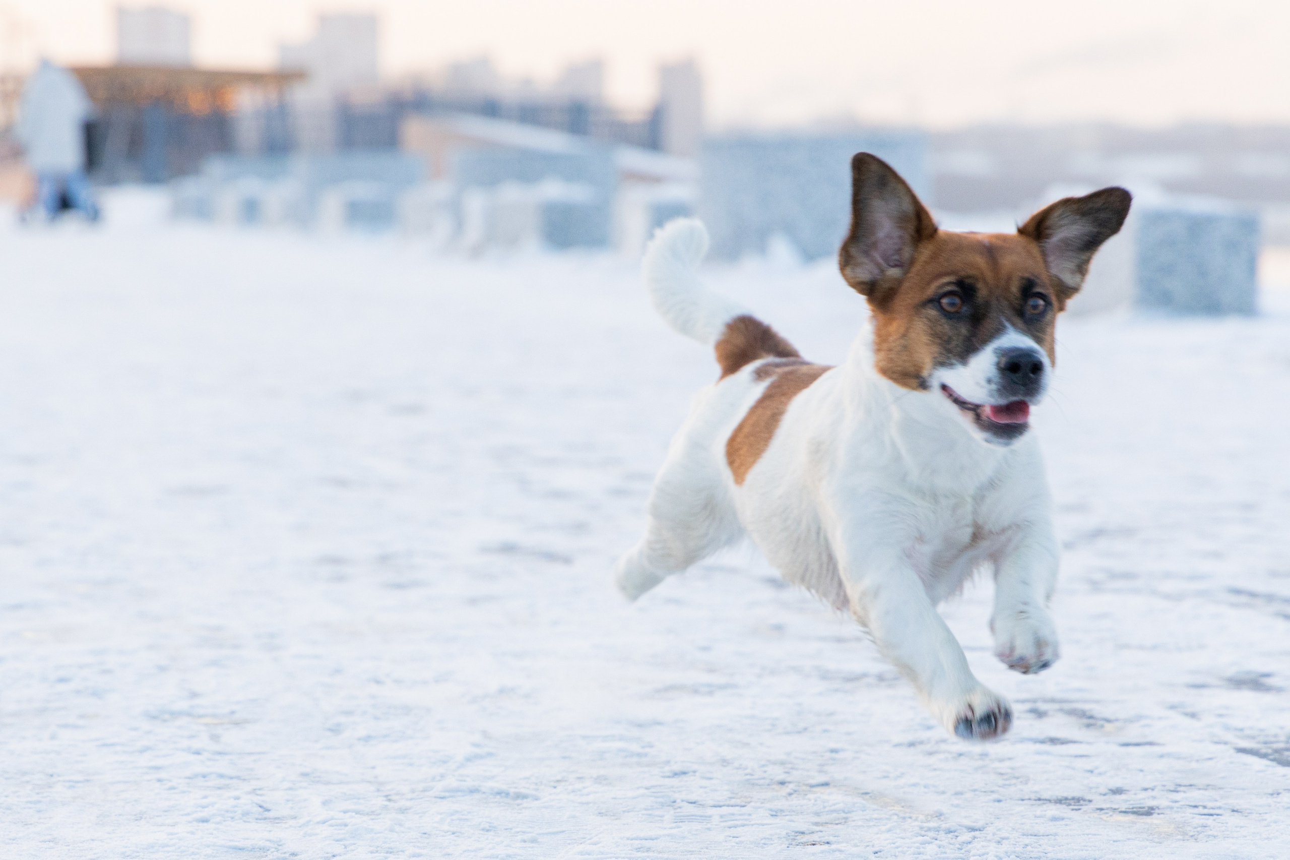 Фотосъёмка животных. Профессиональная коммерческая, промышленная и репортажная фотосъёмка для бизнеса