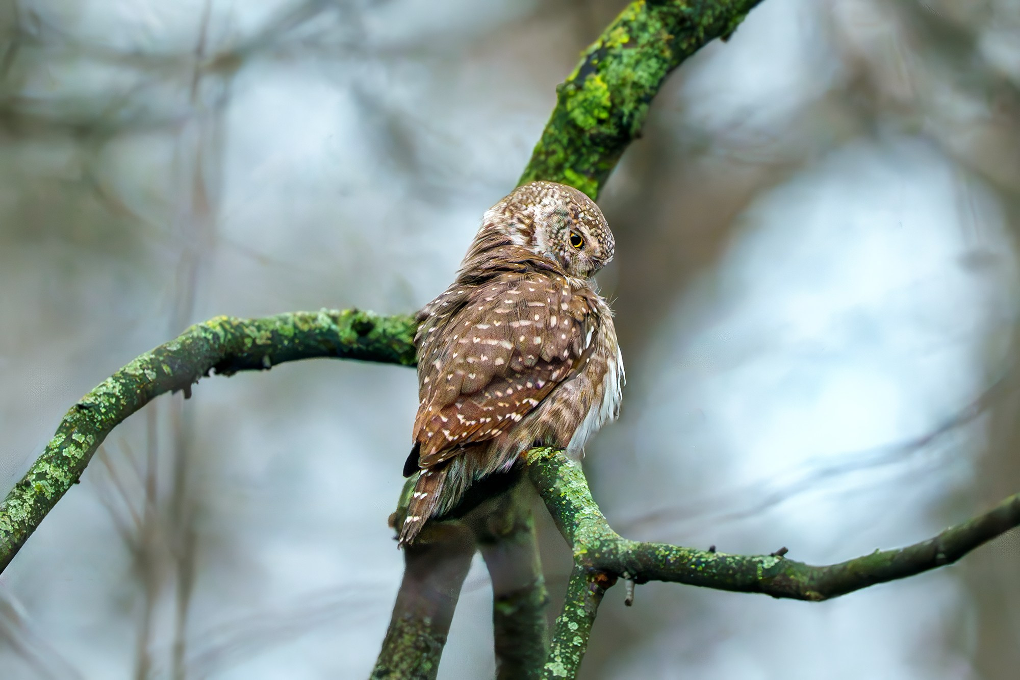 Удивительные мир птиц. Вокруг нас столько прекрасного — присмотритесь!. Ваш личный фотограф Марина Волкова