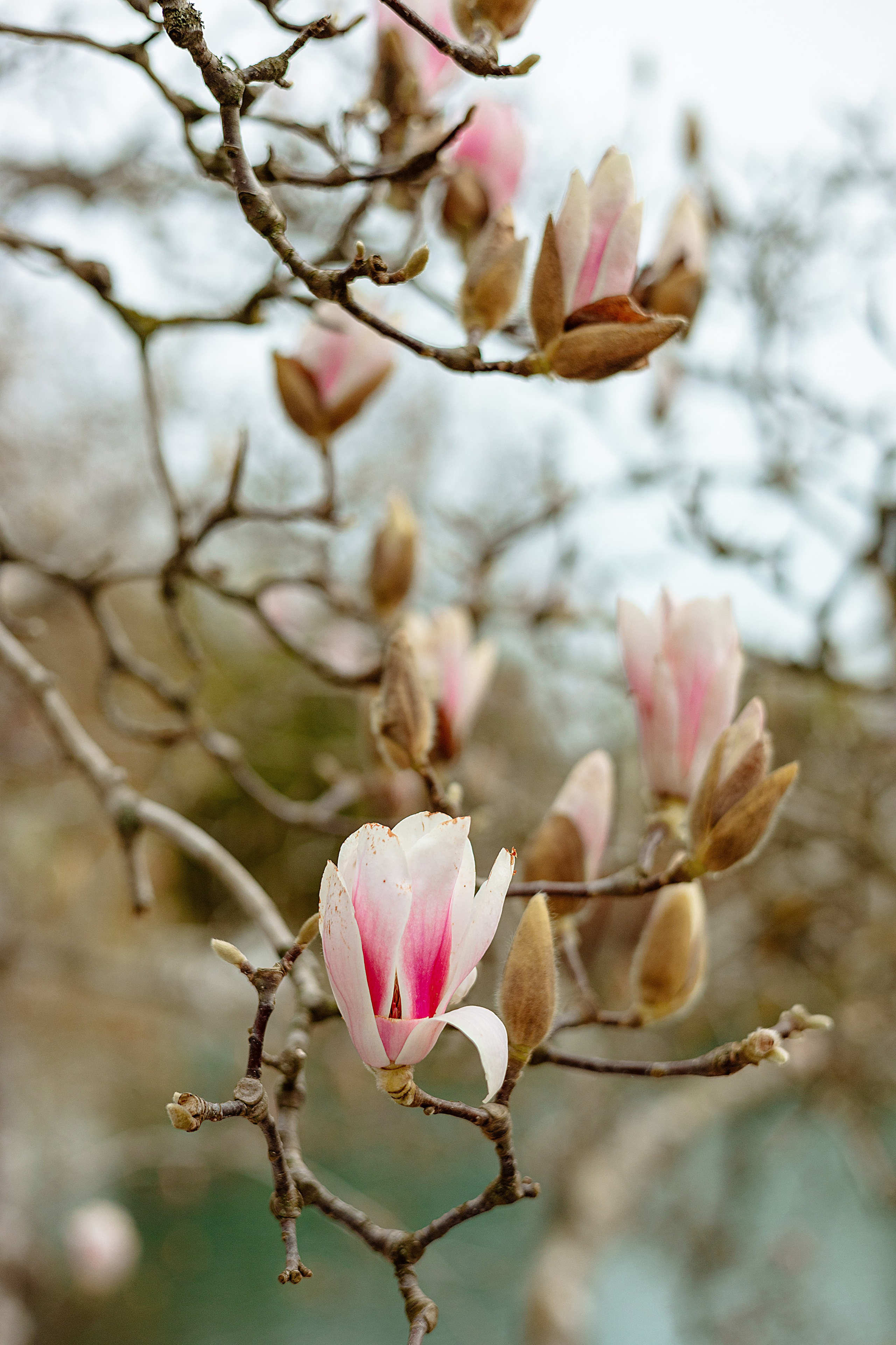 Весна. Фотограф в Санкт-Петербурге Знаменская Ирина