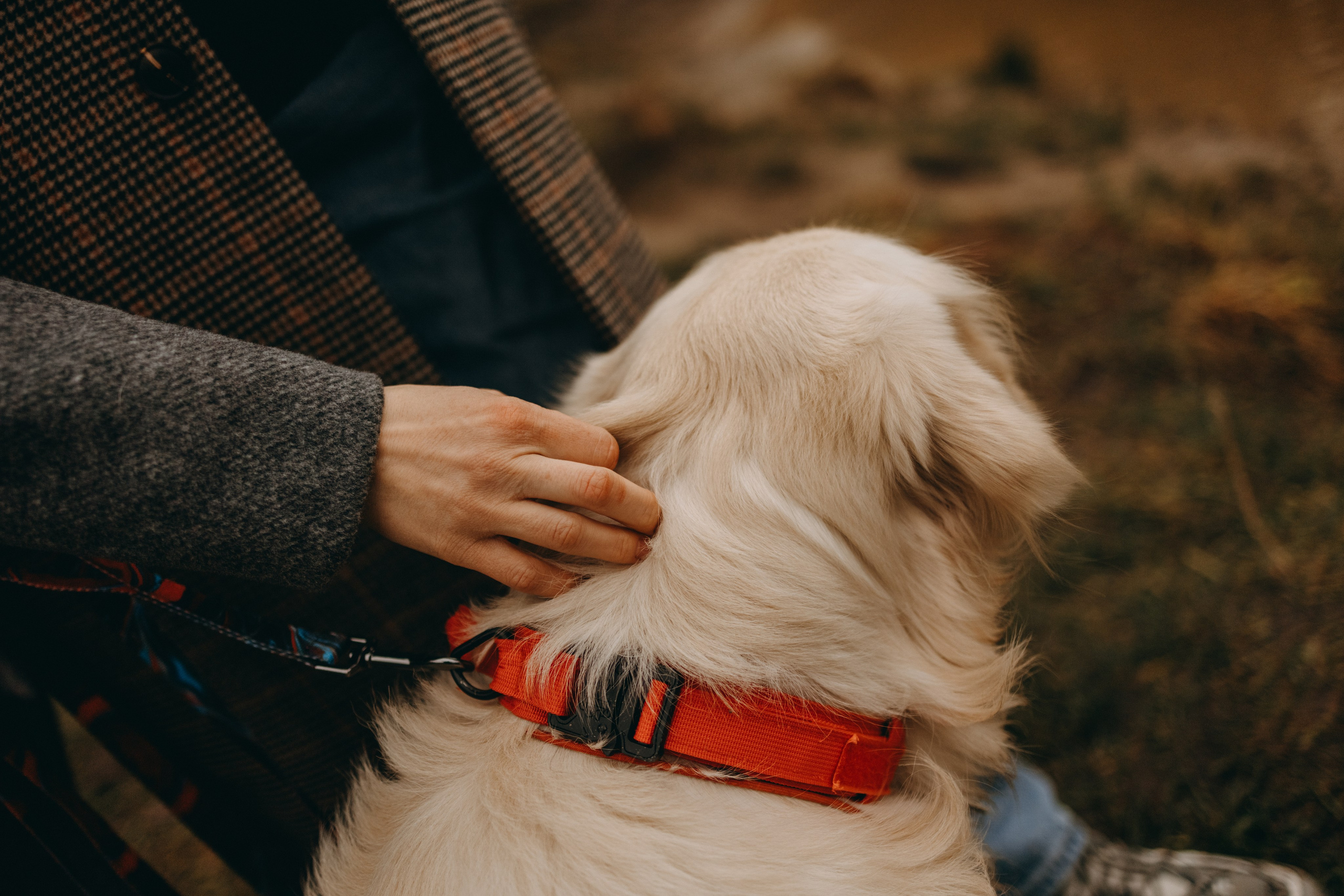 Лаки и его семья. Фотограф — Анималист | Санкт-Петербург
