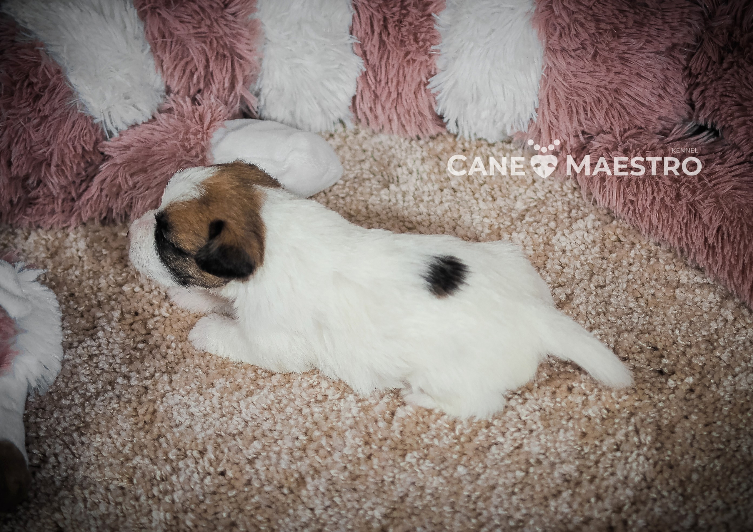 Щенок кобель ДРТ. КАНЕ МАЭСТРО — питомник Джек рассел терьеров