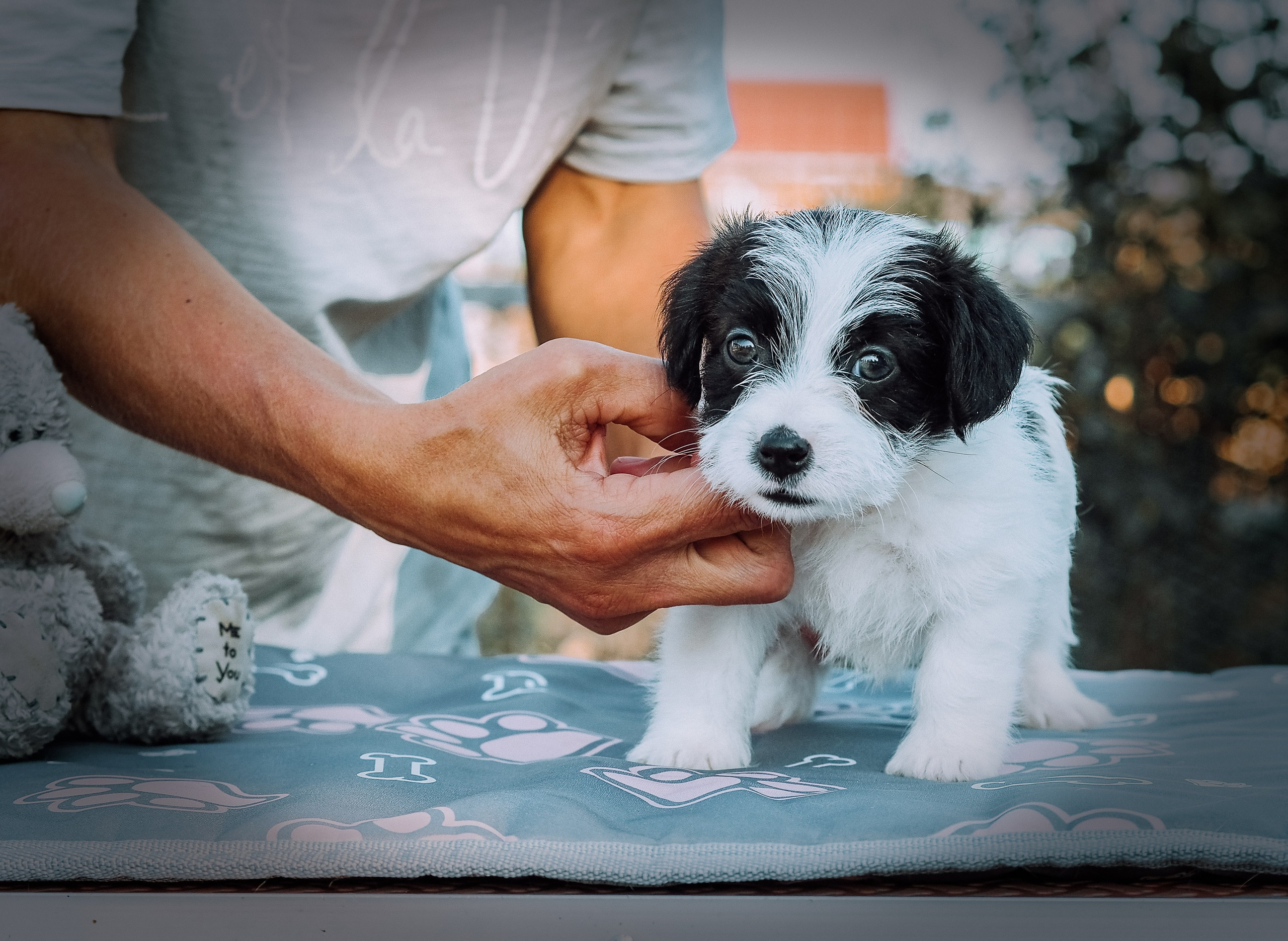X_КОБЛ_4_БЕЛ_ЧЕРН. CANE MAESTRO — kennel Jack Russell Terrier