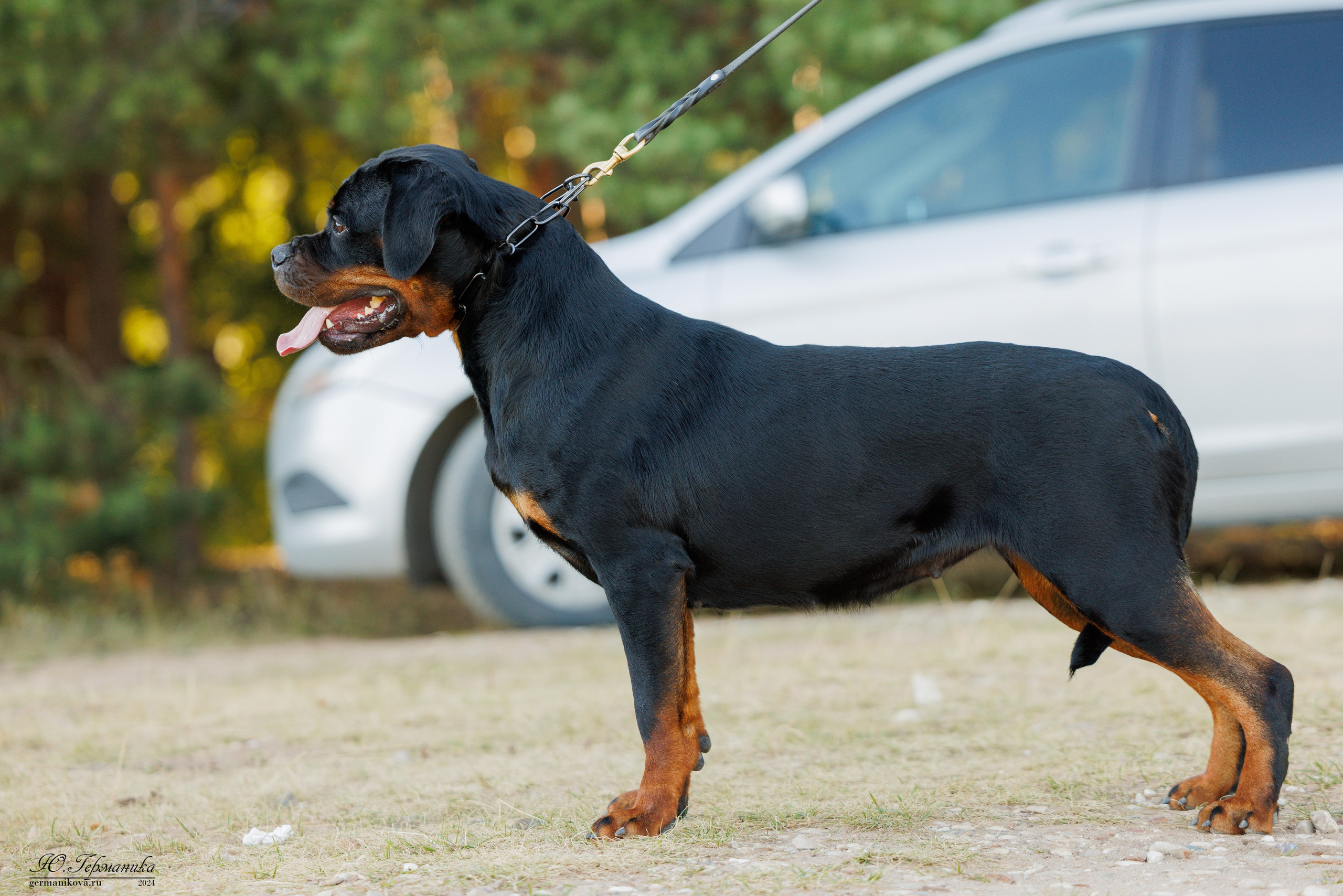 ПК и КЧК ротвейлеры Тверь 6-7.07.2024. Фотограф-анималист Юлия Германика