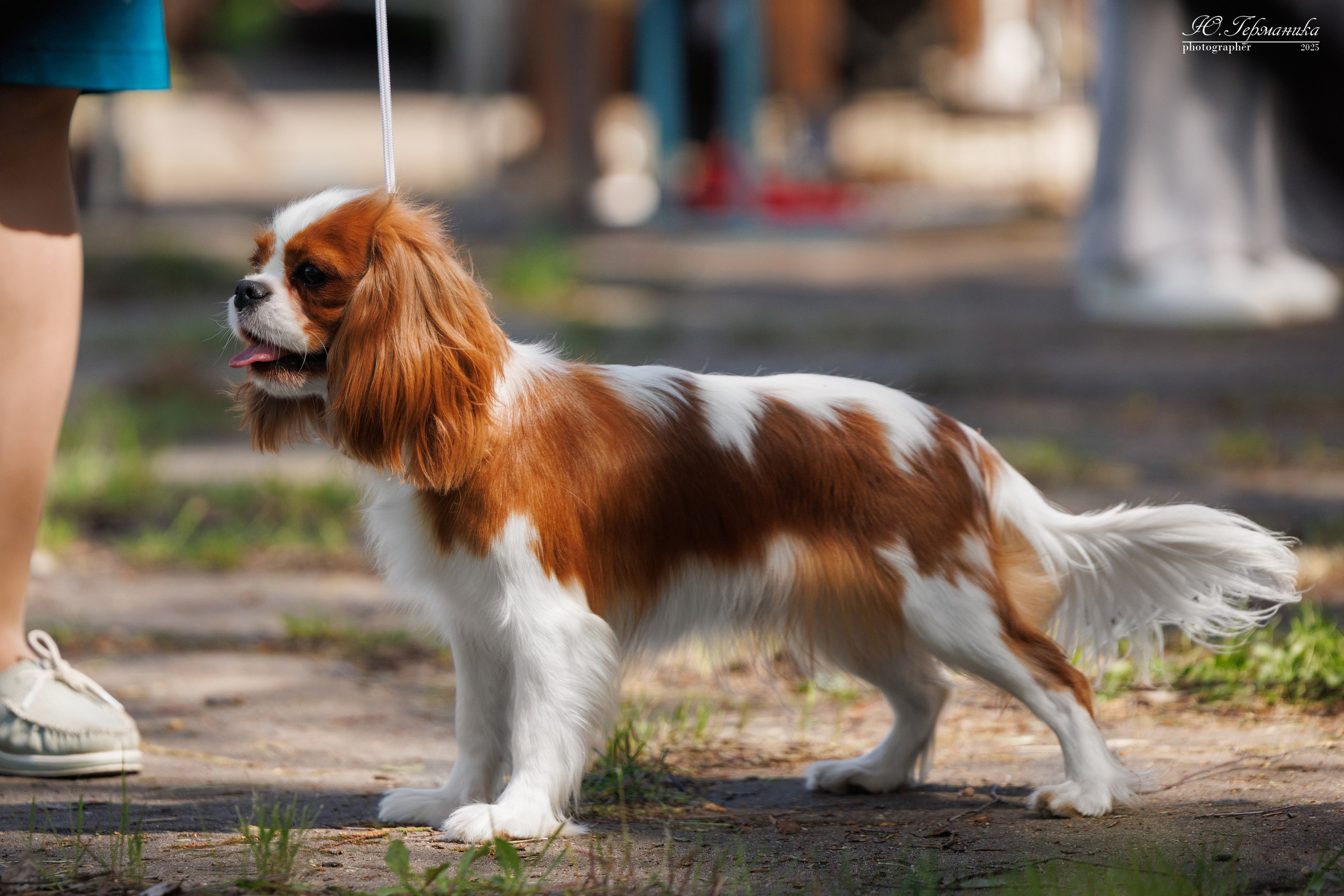 Тверь 24.05.2025. Фотограф-анималист Юлия Германика