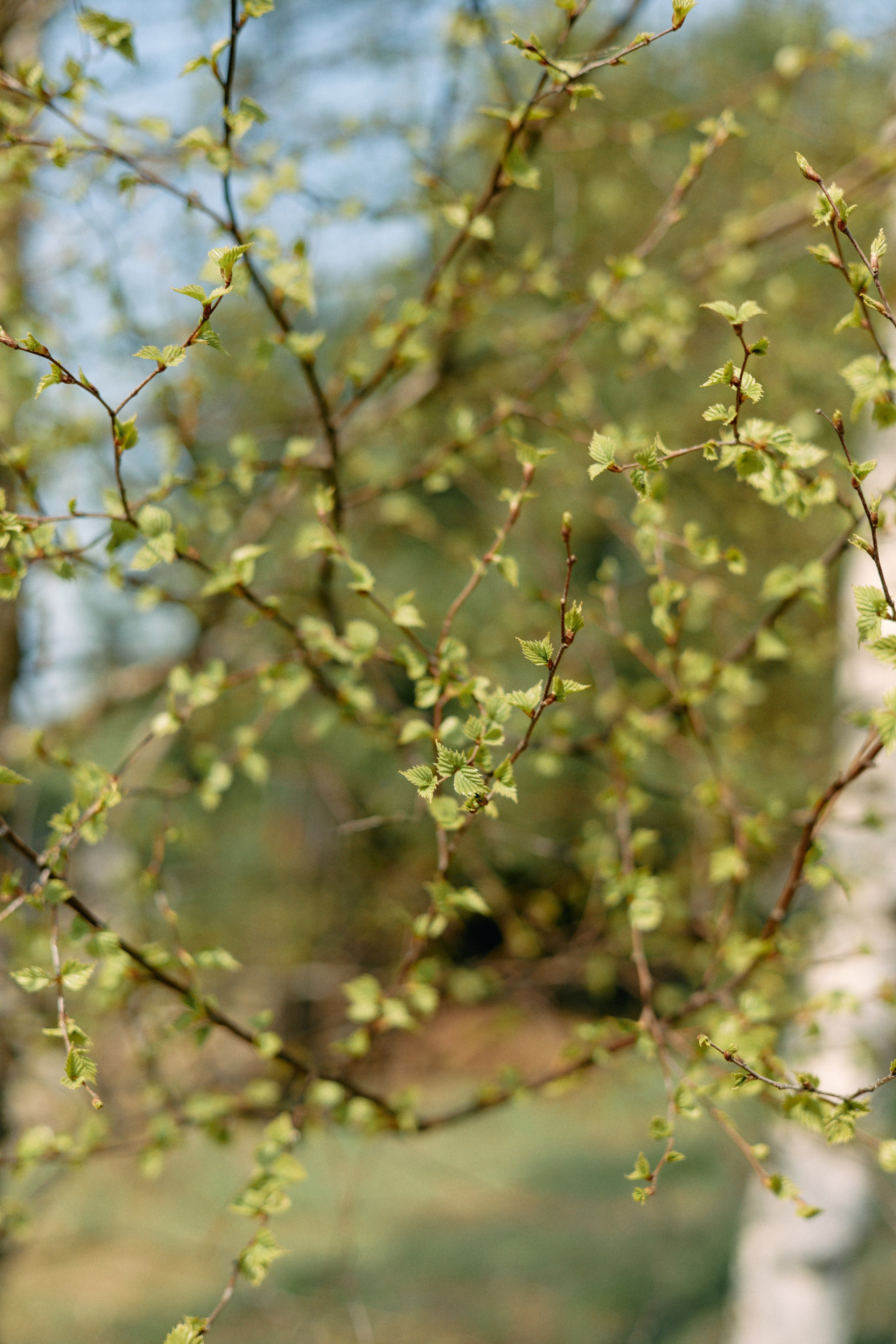 Бутик-отель Поле летом. Профессиональный Фотограф во Владимире, в Москве и в Суздале — Полина Романычева
