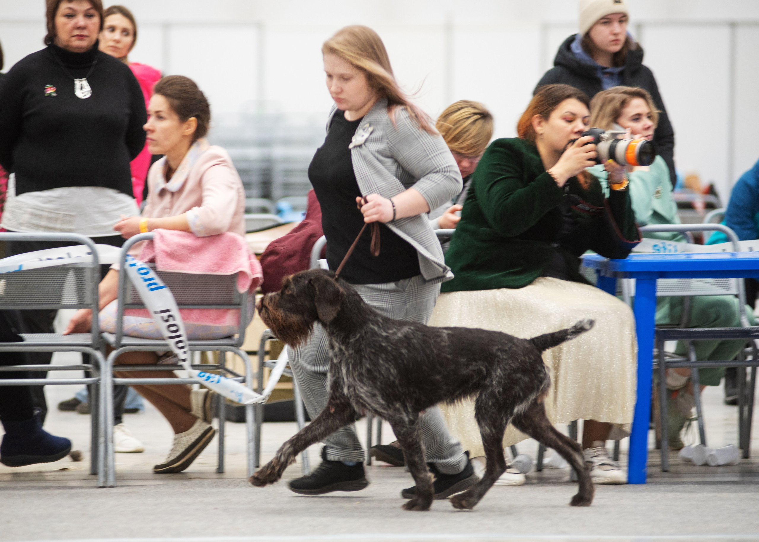 Выставка собак тюмень 14.01.2023. Дог-фотограф в Тюмени Александра Королева