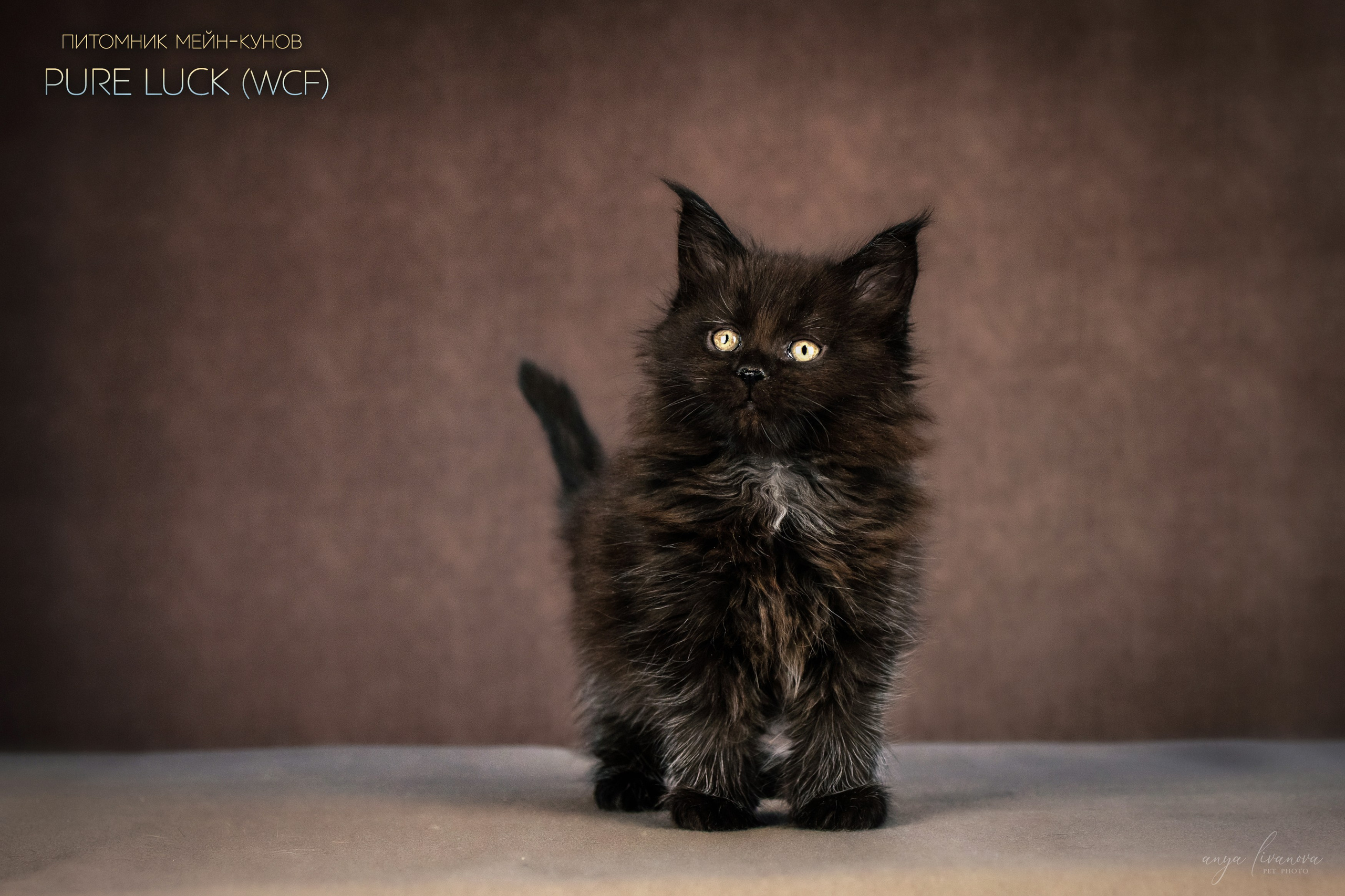 Мейнкуны. Фотограф анималист Аня Ливанова | Рыбинск