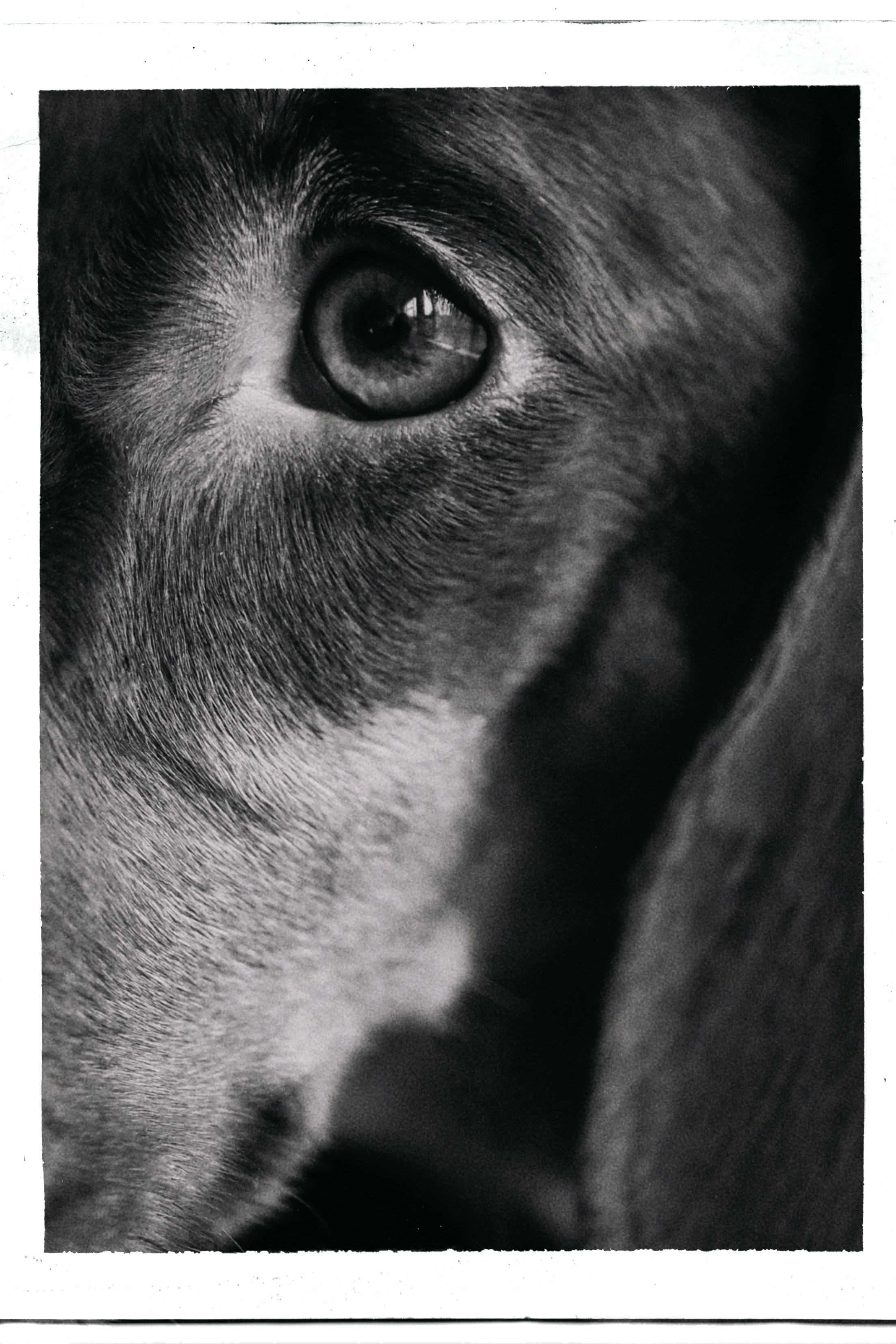 С собаками. Фотограф в Серпухове и Тарусе Ксения Царёва